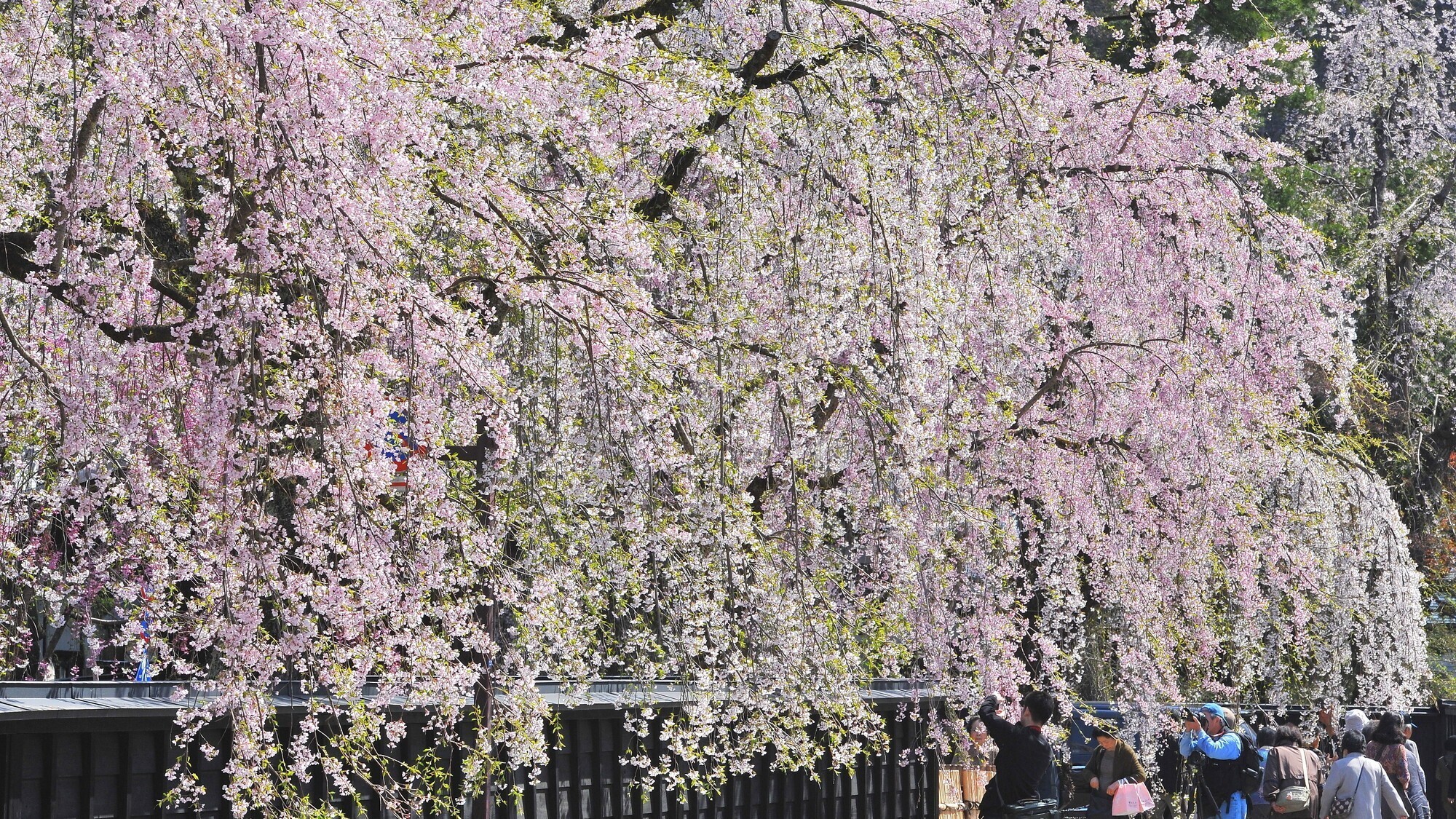 ■周辺観光｜春には角館武家屋敷の桜が咲き誇ります