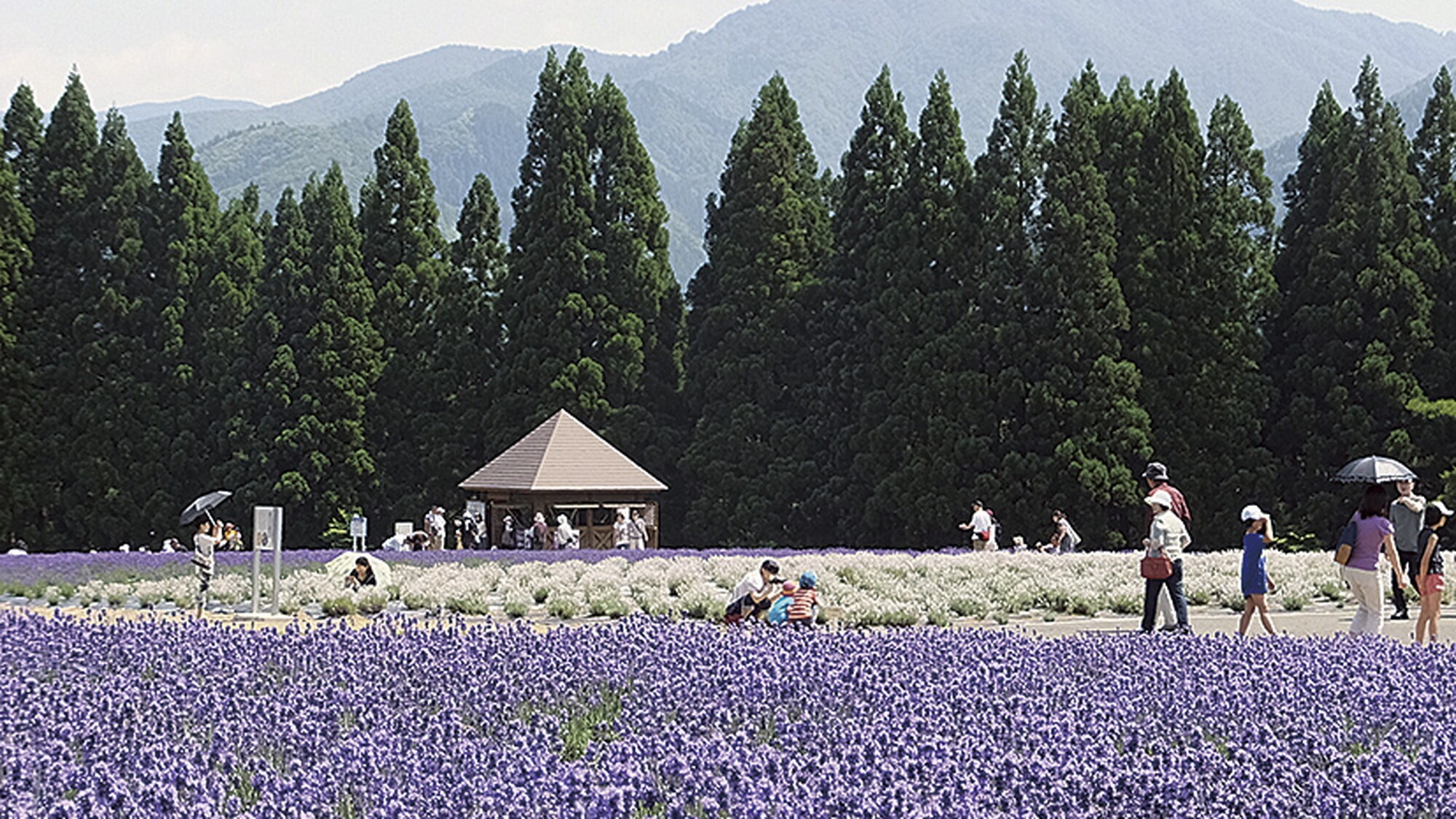 ■周辺観光｜約2万株のラベンダーが魅力の美郷町ラベンダー園