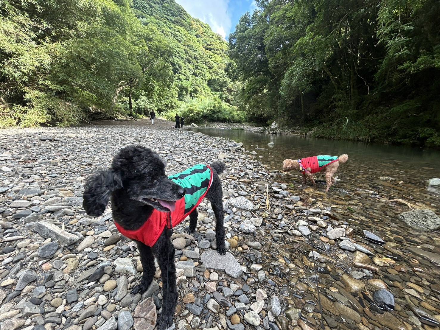 ペットと川①