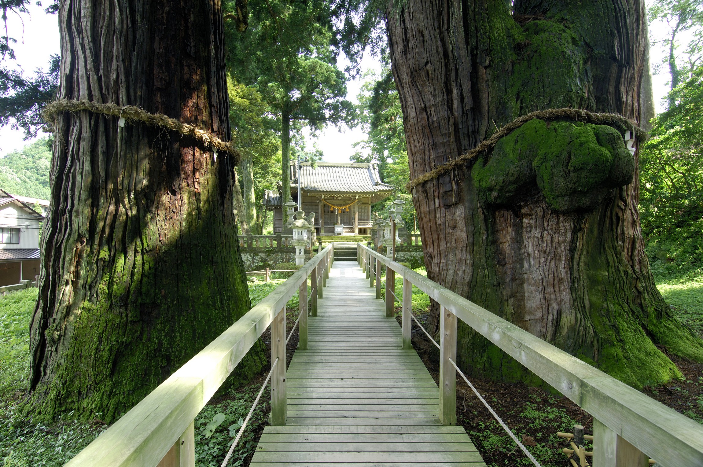 栢野大杉（かやのおおすぎ）菅原神社の境内にある樹齢2300年と言い伝えられている御神木です。