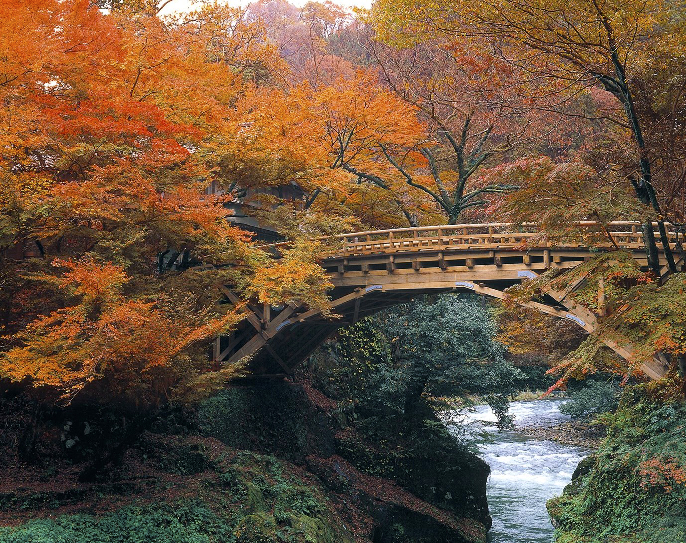 こおろぎ橋と鶴仙渓の紅葉。例年11月初めから徐々に色づき始めます。