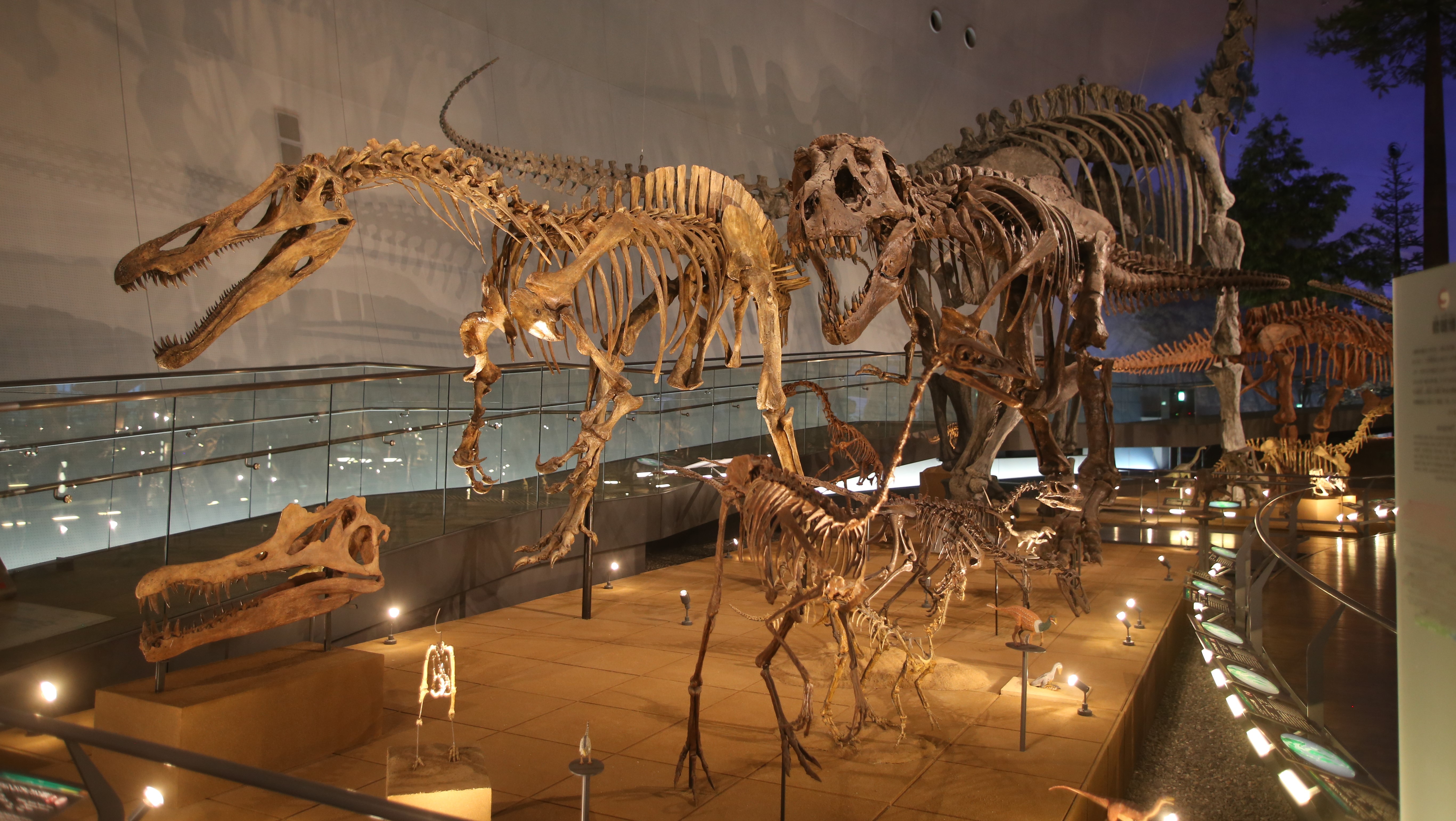 山中温泉河鹿荘周辺観光_福井恐竜博物館