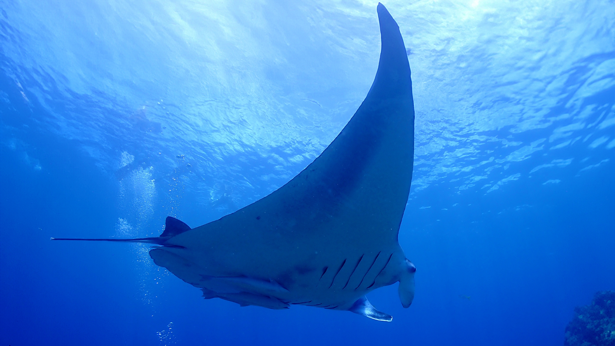 ◆石垣の海でマンタウォッチング！ベストシーズンは9～11月です