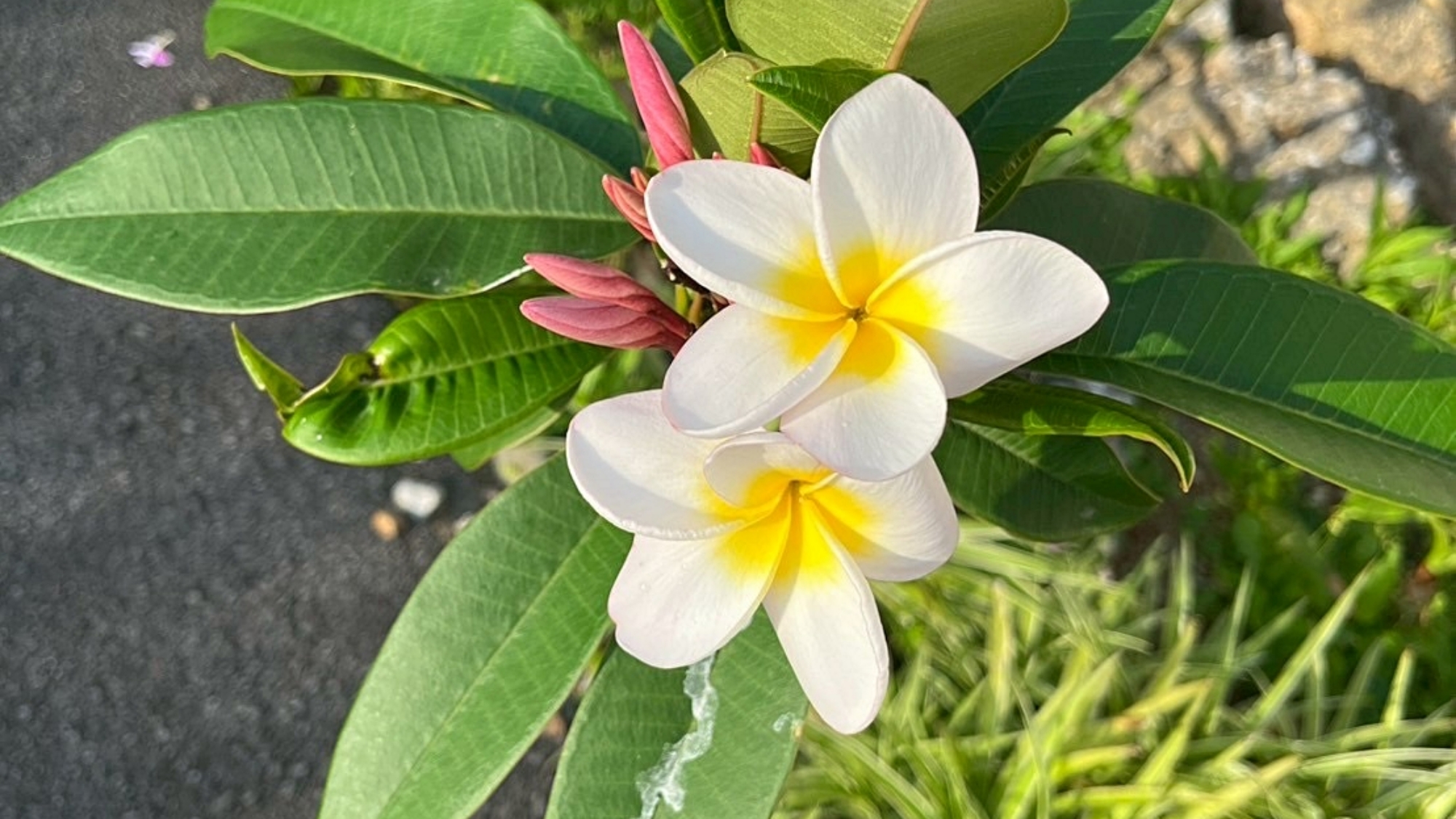 可憐なプルメリア