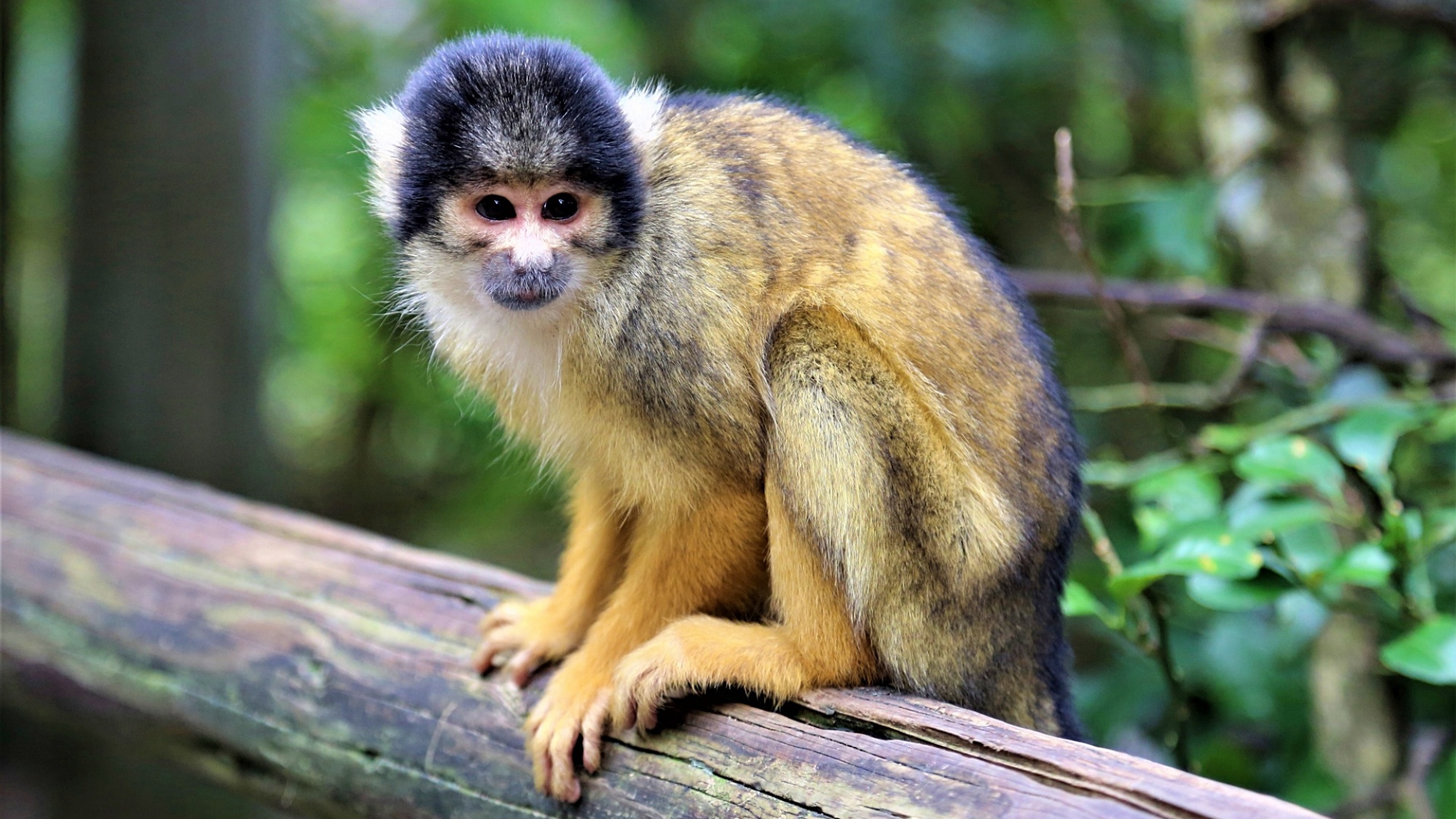 ◆－周辺観光－　石垣やいま村