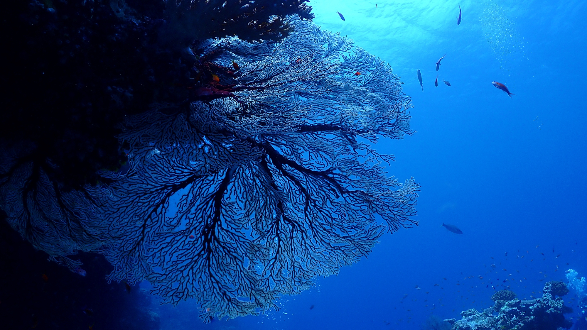 ◆石垣島でダイビング♪美しい蒼の世界・・・