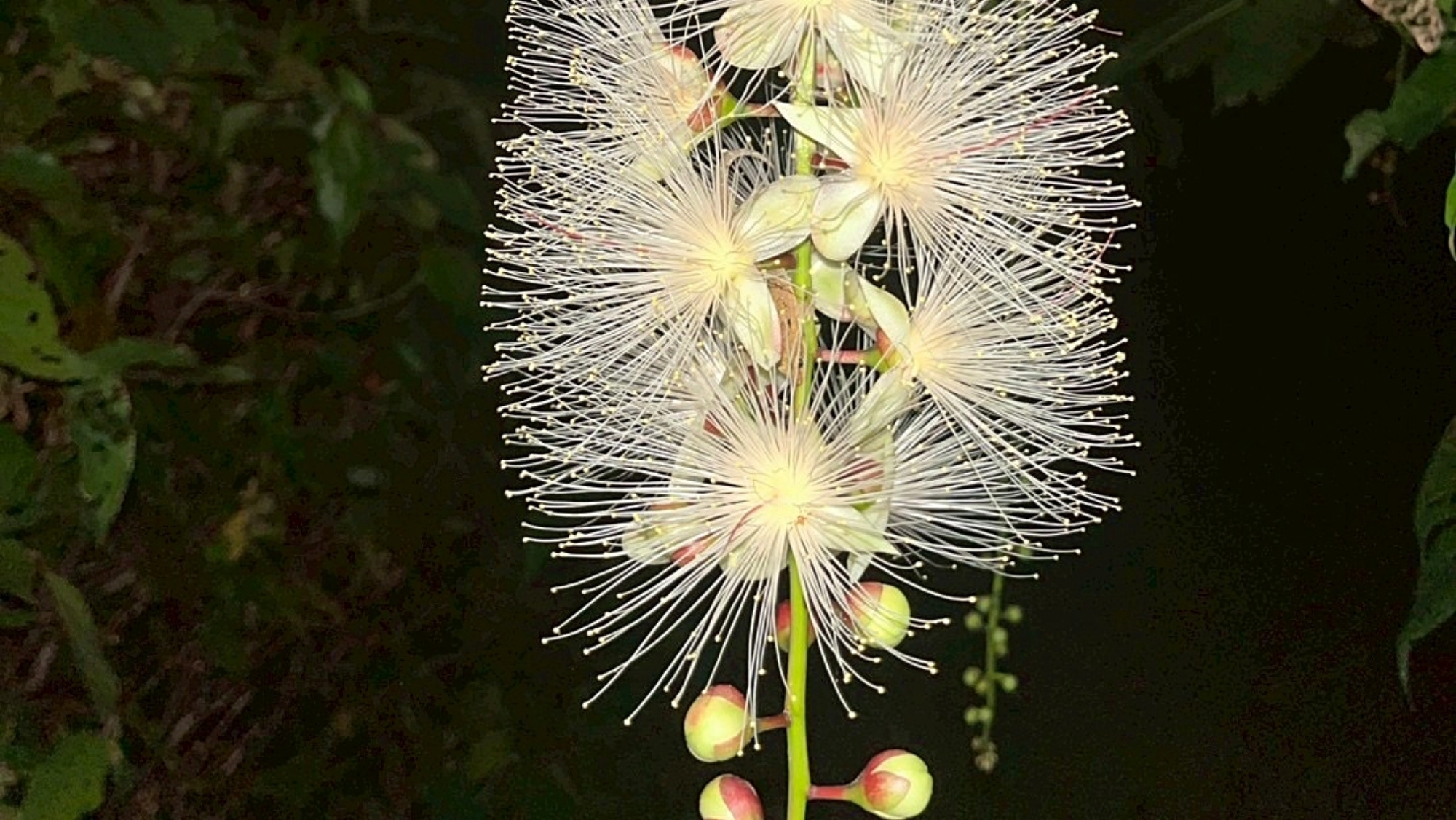 当館ガーデンで咲いた貴重なサガリバナ