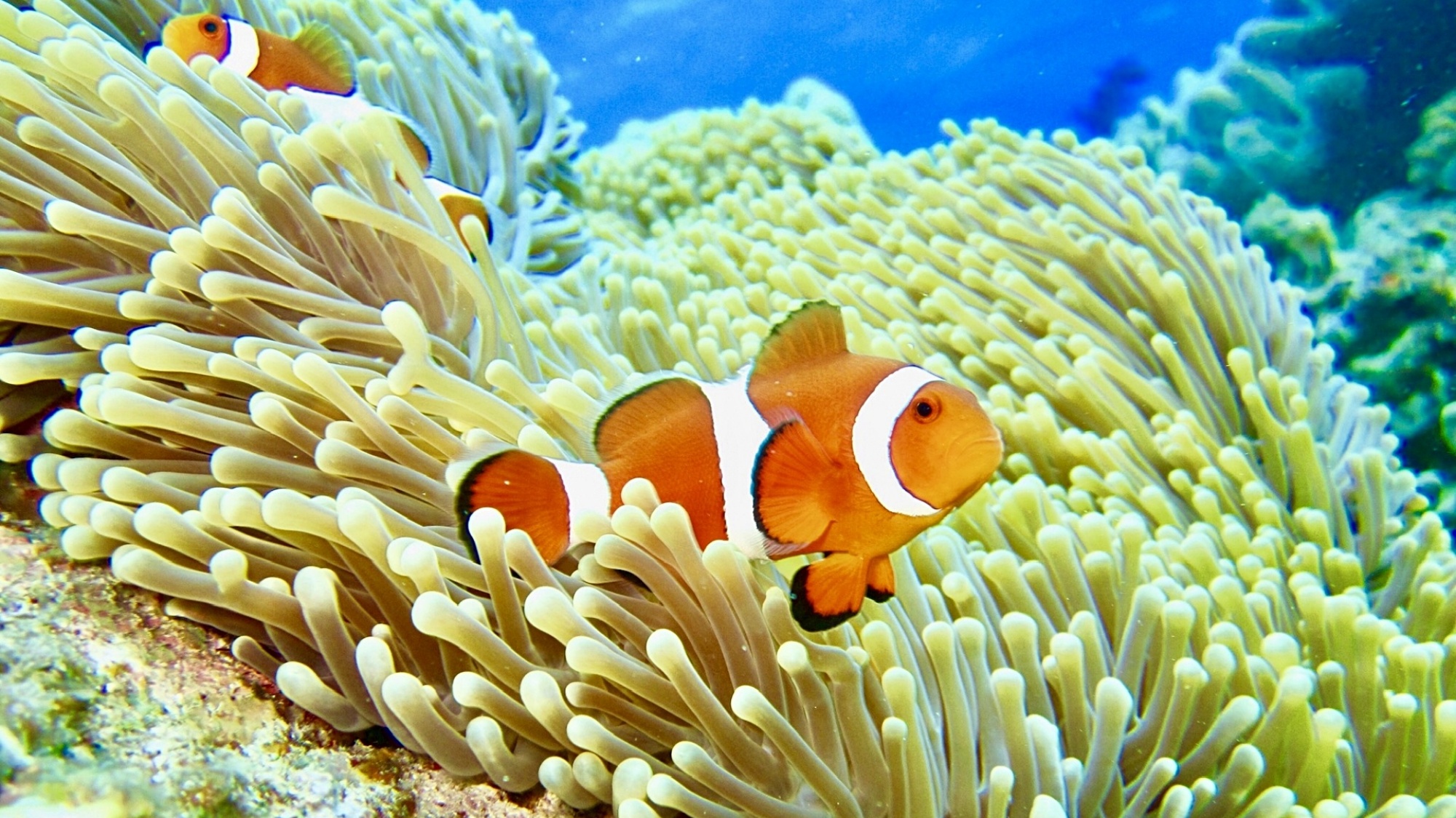 ◆－周辺観光－　石垣島といえばダイビング♪