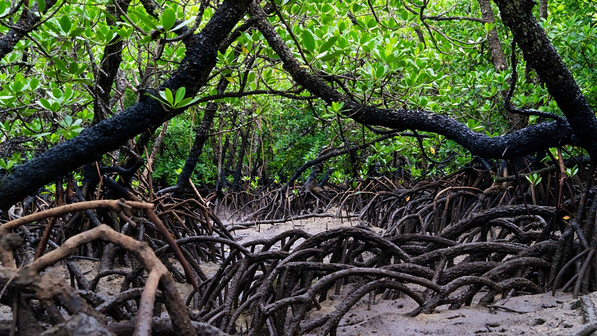 ◆－周辺観光－　神秘の森、マングローブ林