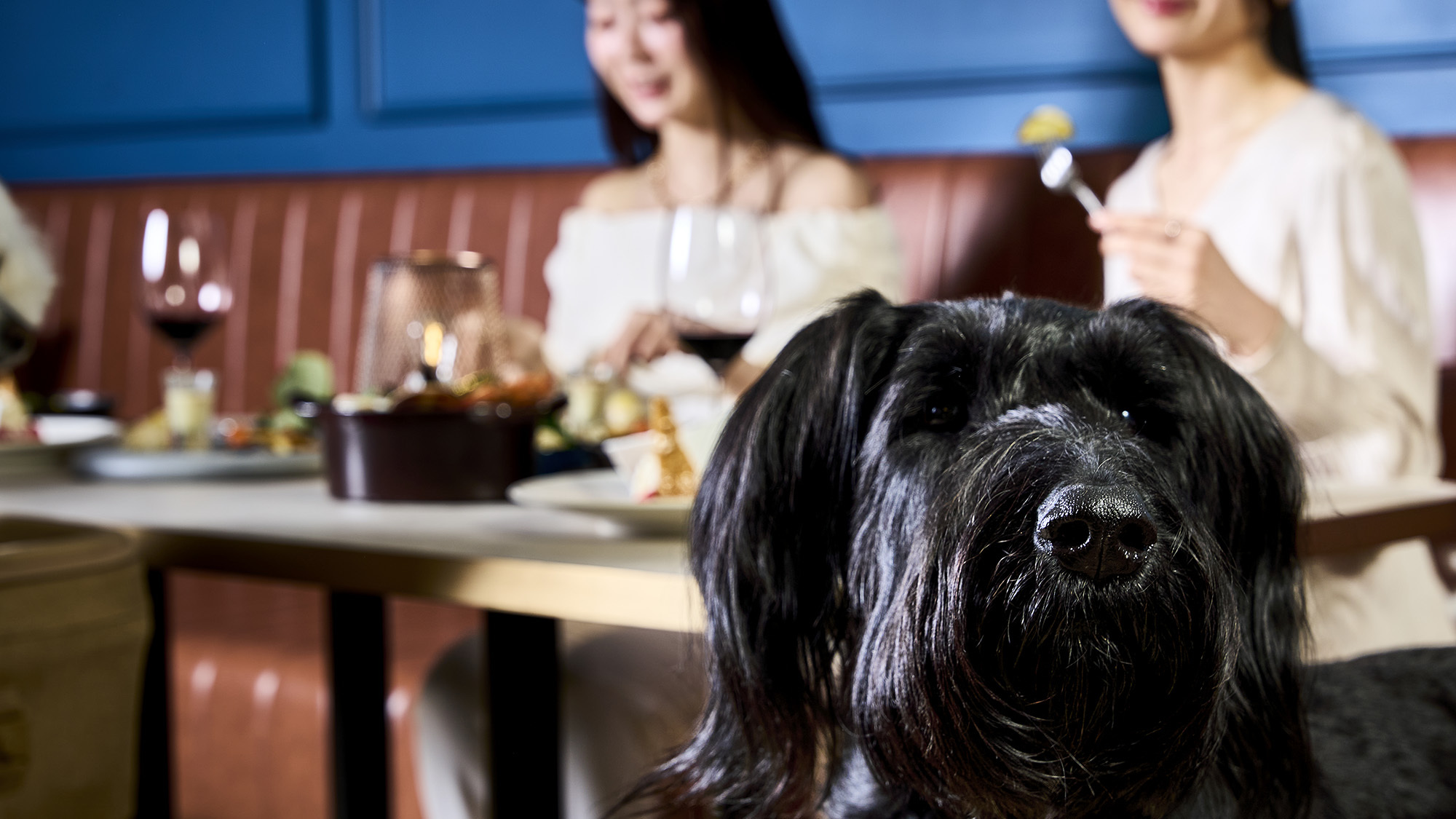 【ドックラン2300㎡×オールインクルーシブ】ワンちゃんと一緒にレストラン【1泊2食付き】