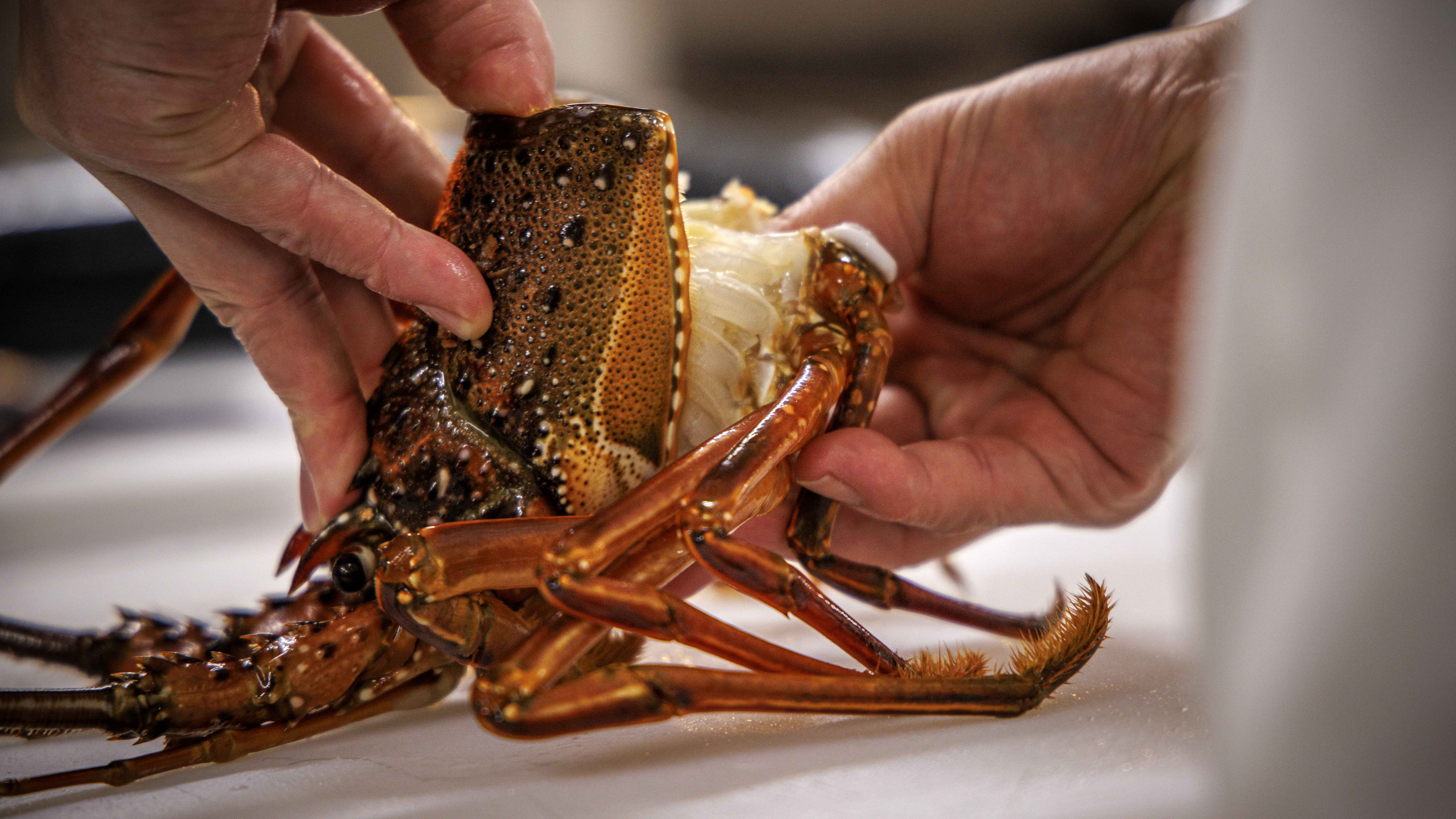 海と大地が育んだ最高の食材（一例）