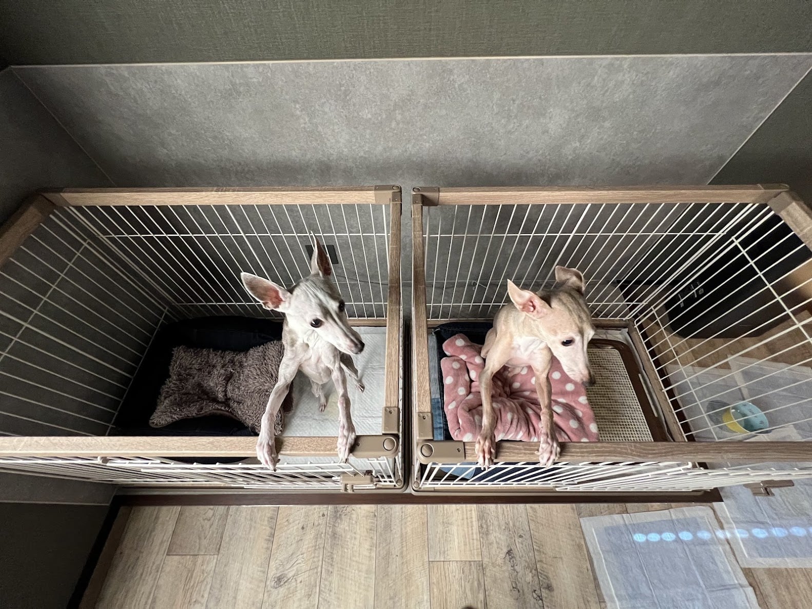 EARTH愛犬と一緒に宿泊