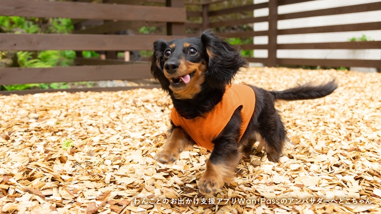 1日1組限定｜素泊まりプラン｜BBQ可｜ドックラン｜小学生低学年以下無料｜