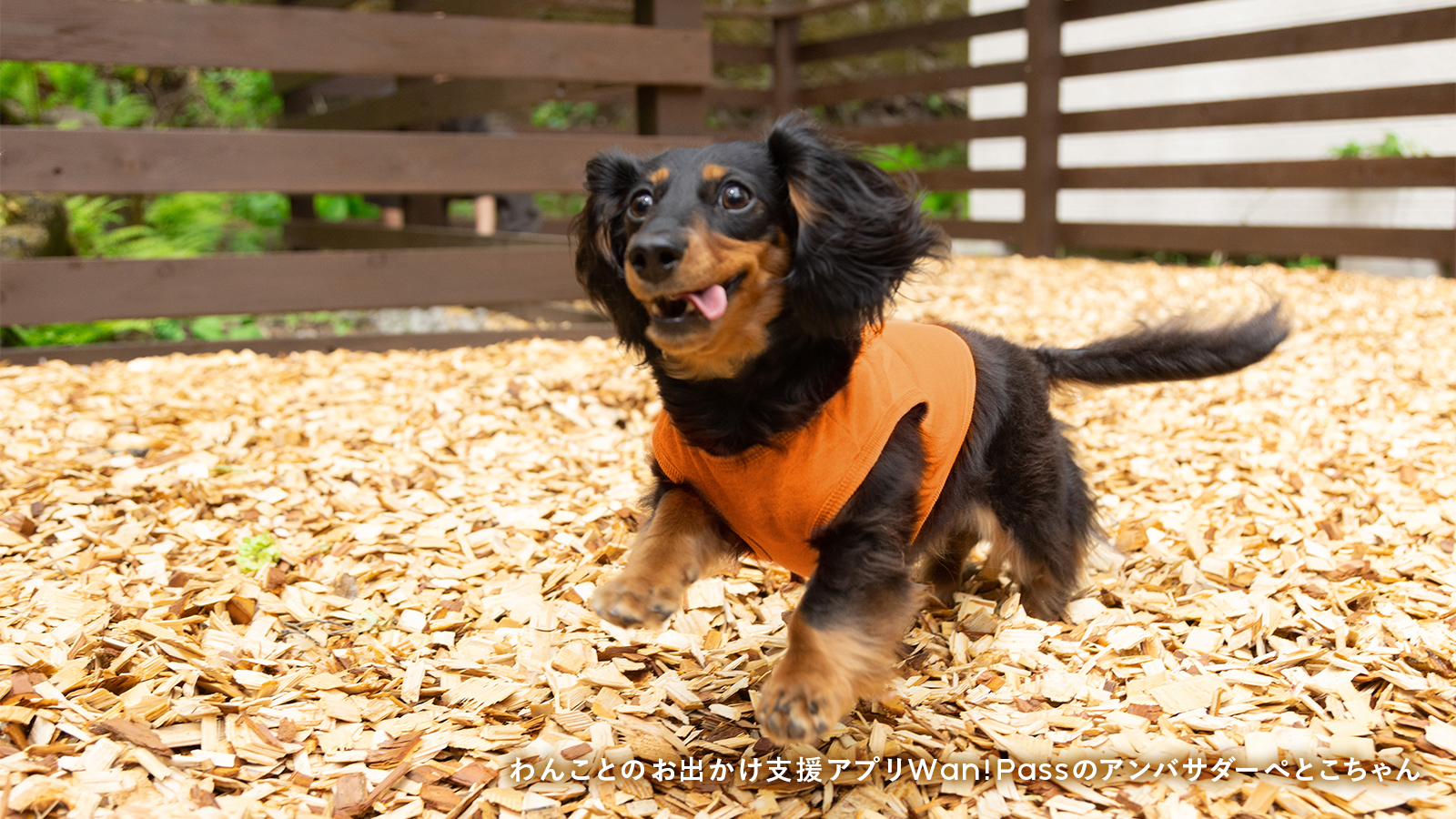 プライベートドッグラン