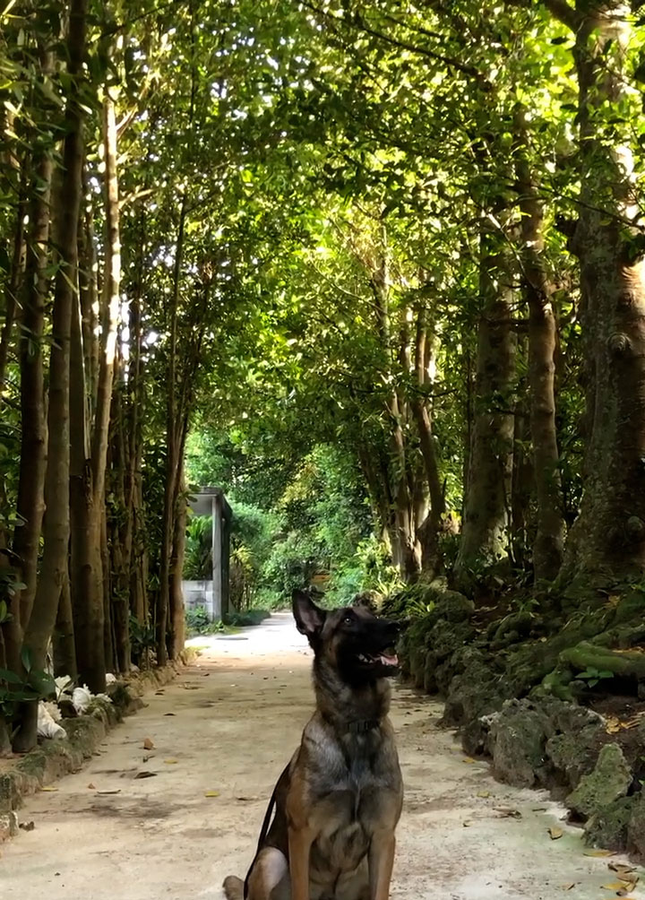 備瀬のふくぎ並木