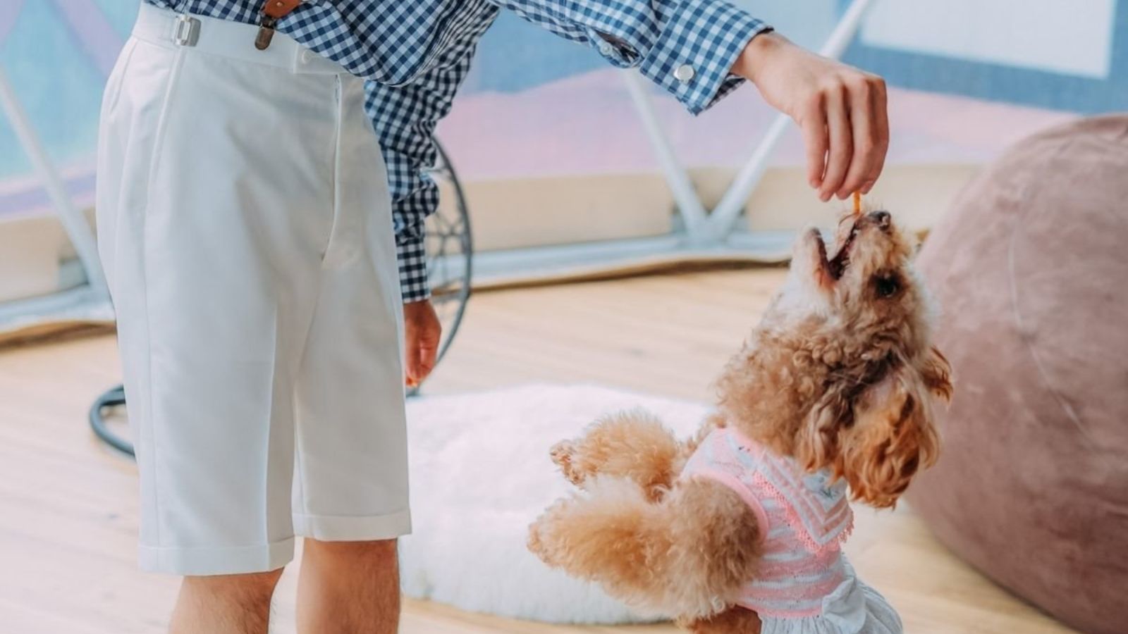 【ペットと泊まれる宿】別府温泉で愛犬と快適グランピング旅行