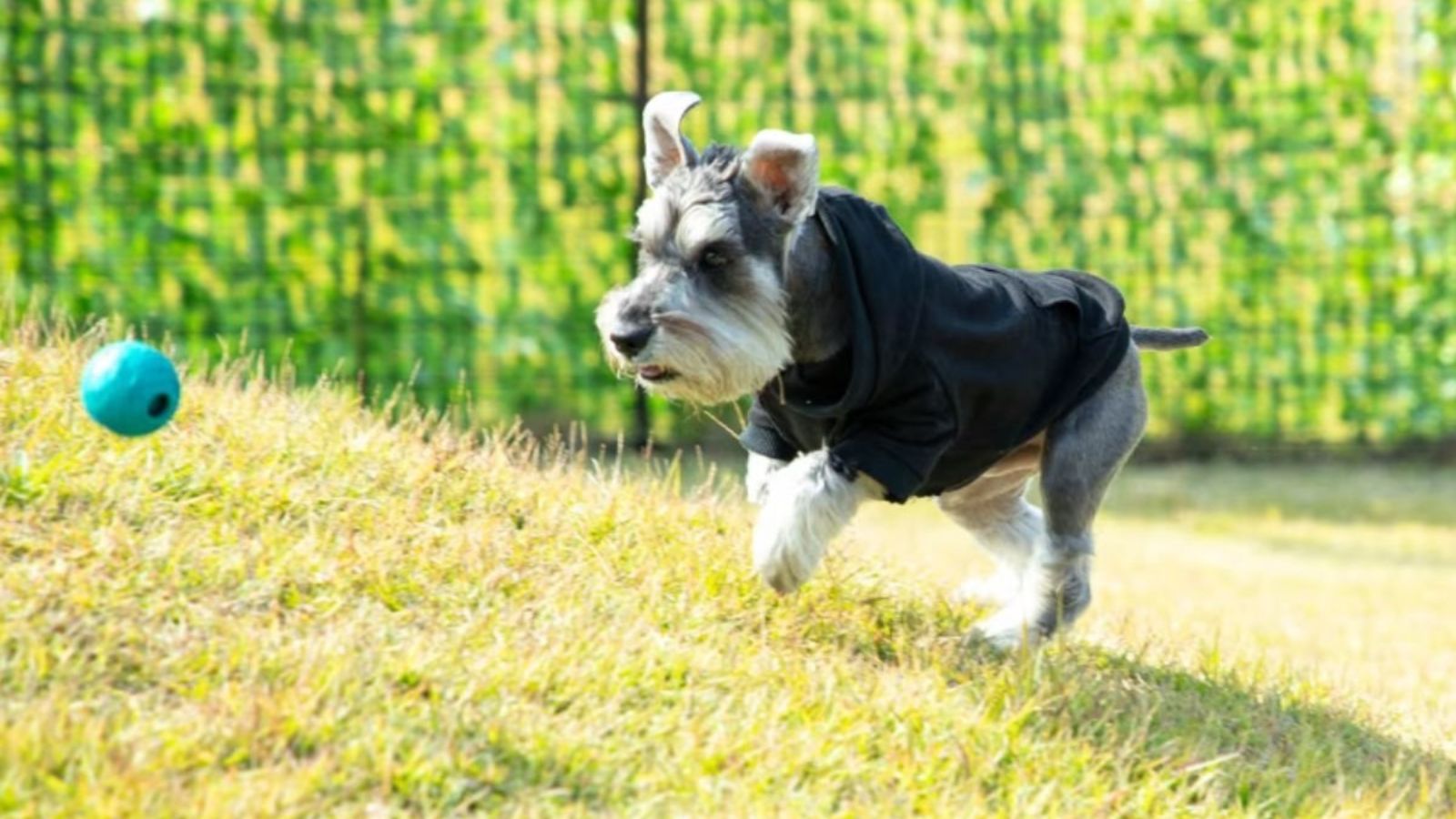 【ドッグラン】周りを気にせず愛犬と一緒にのびのびと遊べる専用ドッグランをご用意