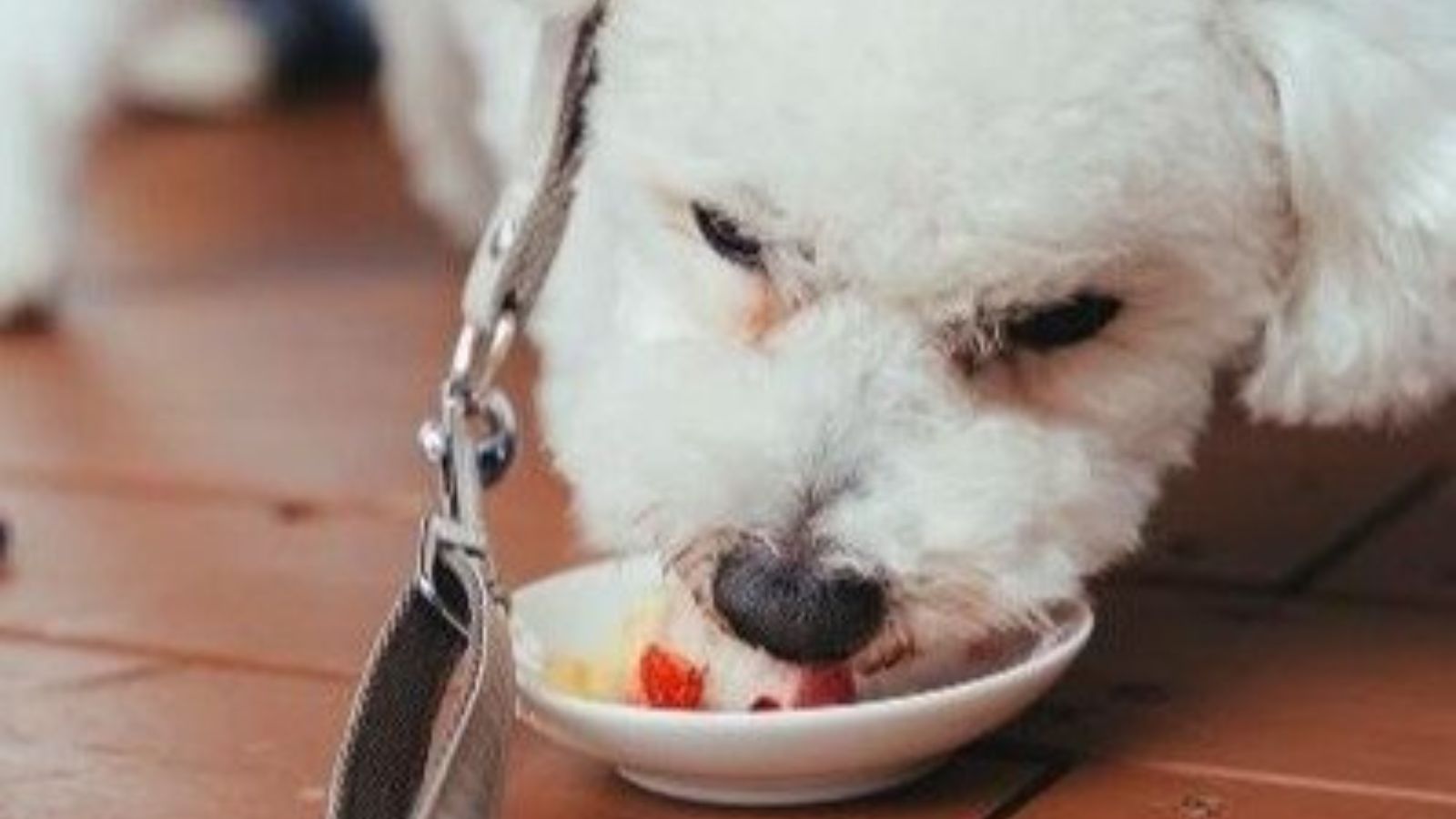 【ペットと泊まれる宿】 ペットと過ごす幸せなひととき、愛と癒しの時間