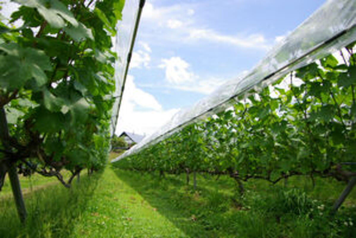 奥出雲葡萄園