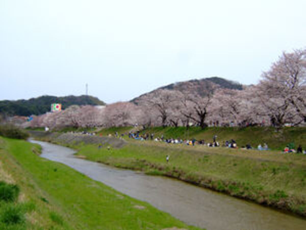 斐伊川堤防桜並木