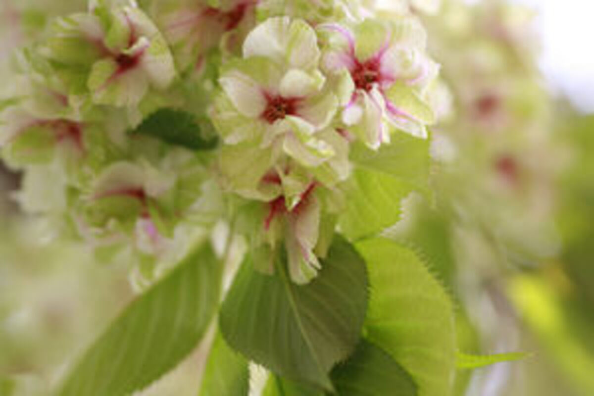 三刀屋川河川敷公園の桜：御衣黄
