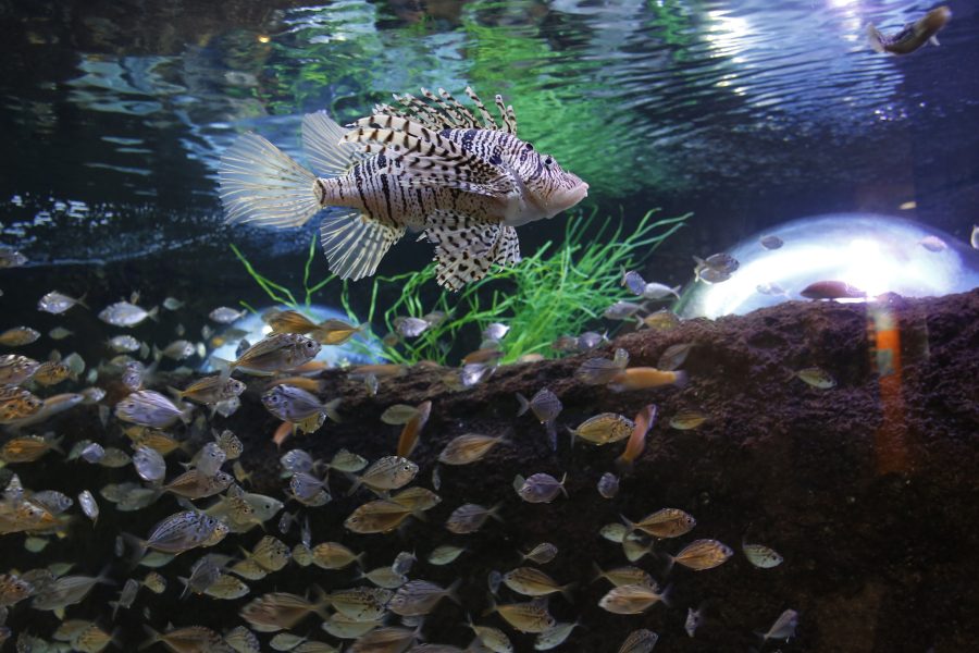 宍道湖自然館ゴビウス