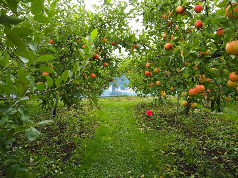赤城高原観光りんご園