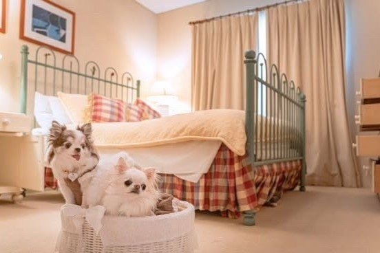 【デイユース・愛犬と】愛犬OKコテージで日帰り貸切｜テラスも室内も一緒に