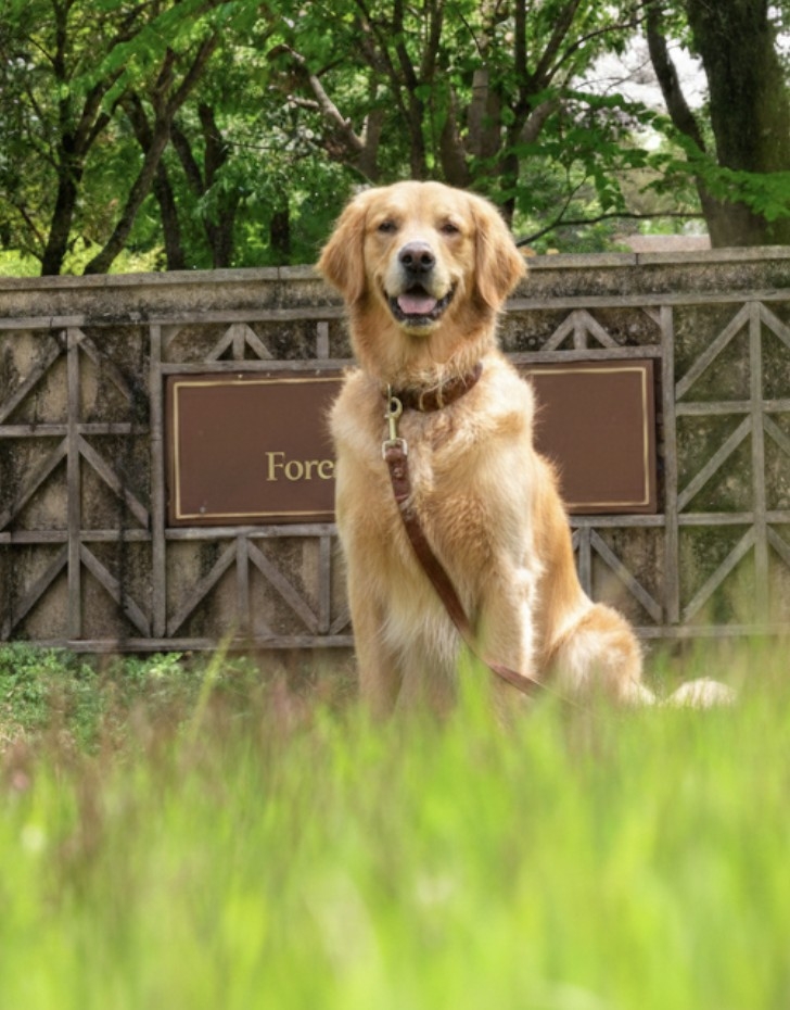 【愛犬と宿泊】洋館コテージでペットツーリズムを【素泊まり】