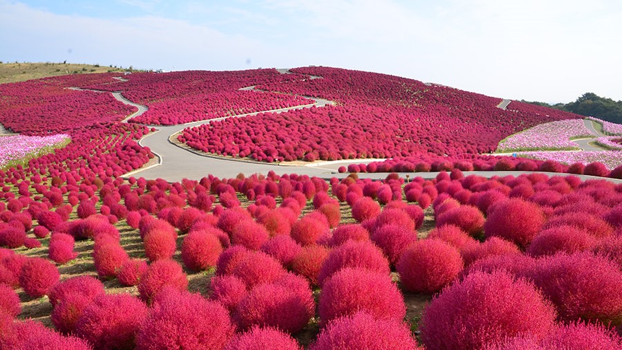 周辺施設　ひたちなか海浜公園コキア