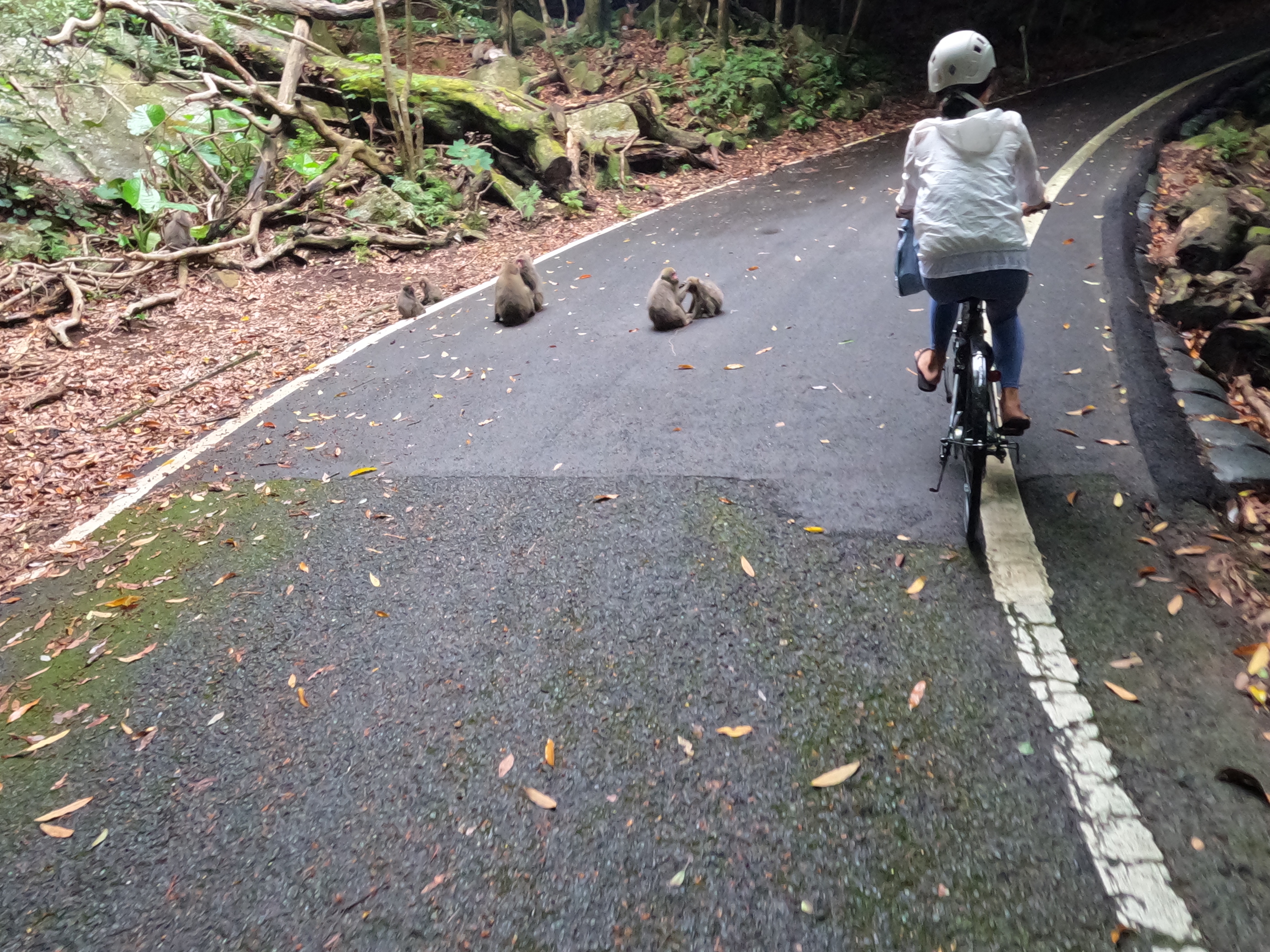 自転車に乗って西武林道