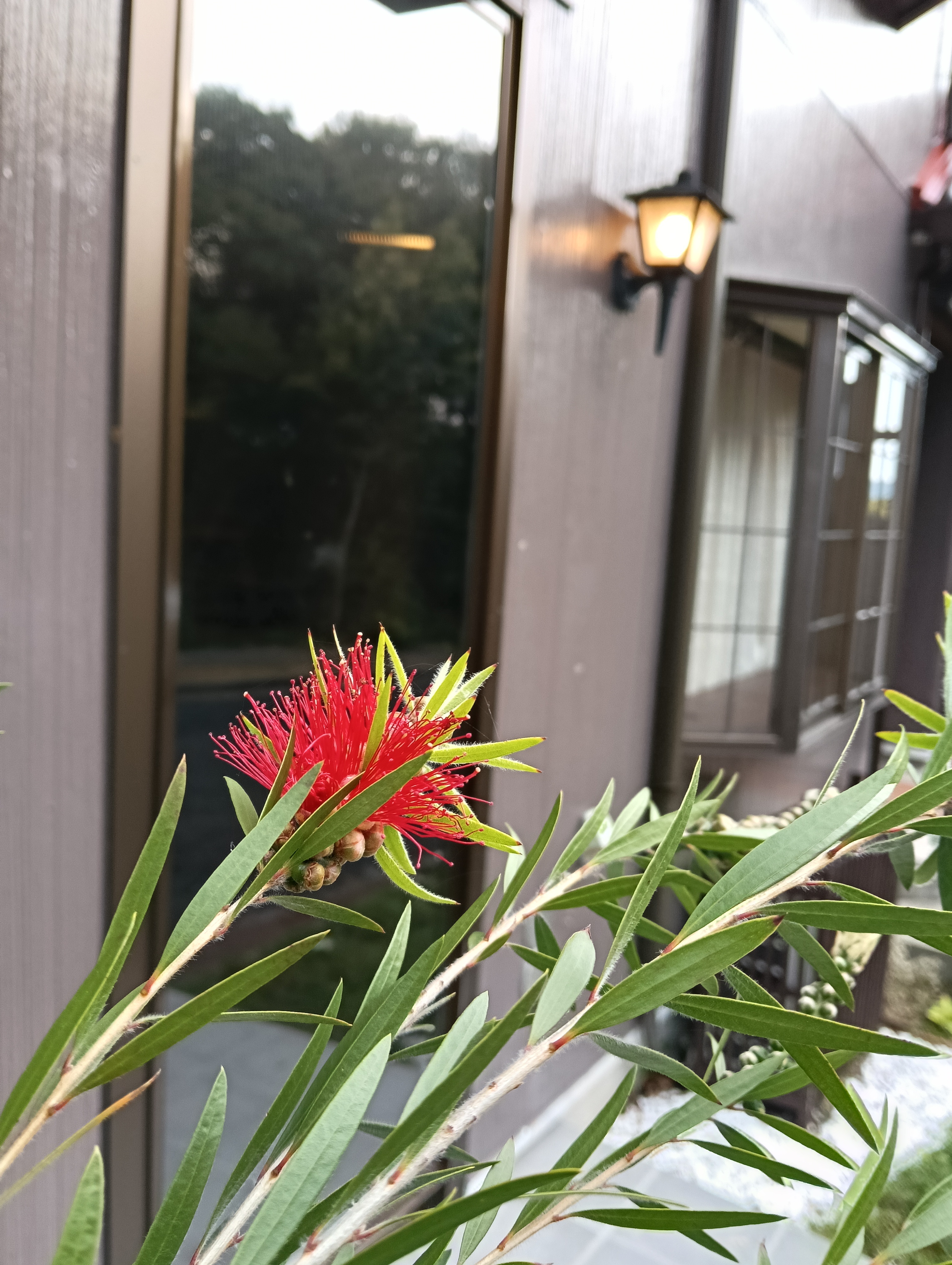 花の彩り