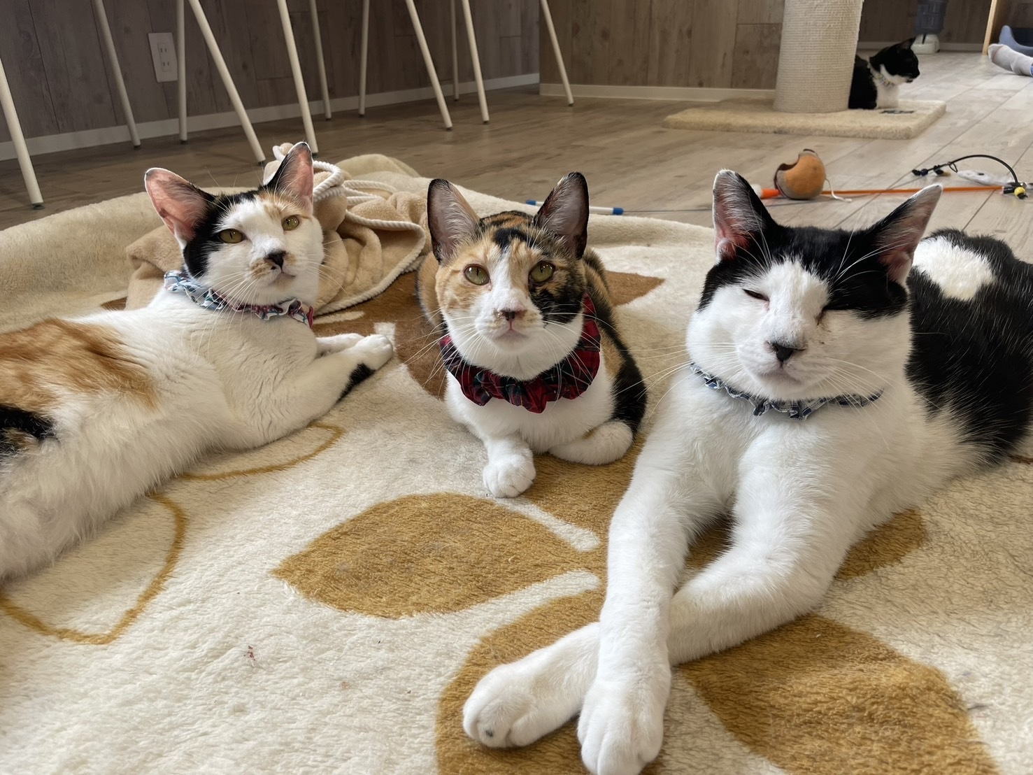 【譲渡型保護猫カフェしあわせにゃん家入店特典付】中学生以上のお客様限定【朝ボラ体験！！】