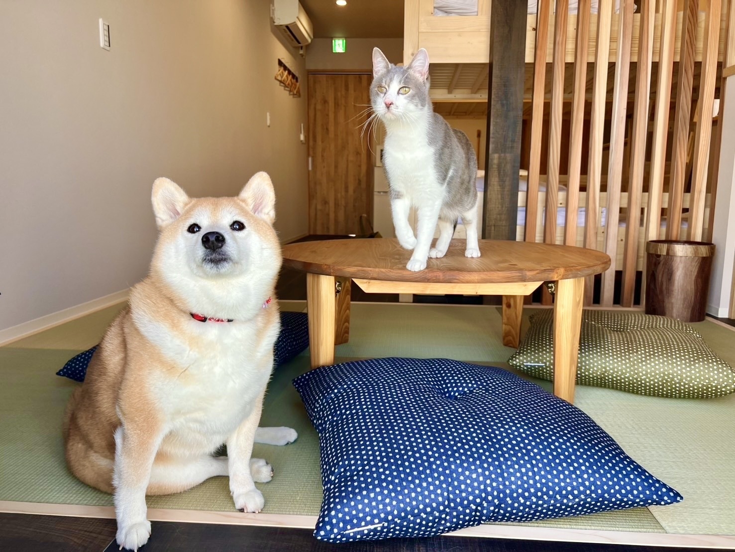 【ドックラン兼猫庭付きの宿】愛犬、愛猫と共に宿泊☆一緒に寝るのもOK【素泊まり】