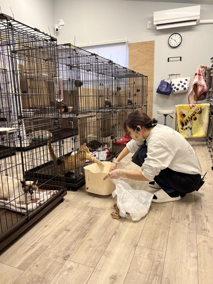 【譲渡型保護猫カフェしあわせにゃん家入店特典付】中学生以上のお客様限定【朝ボラ体験！！】