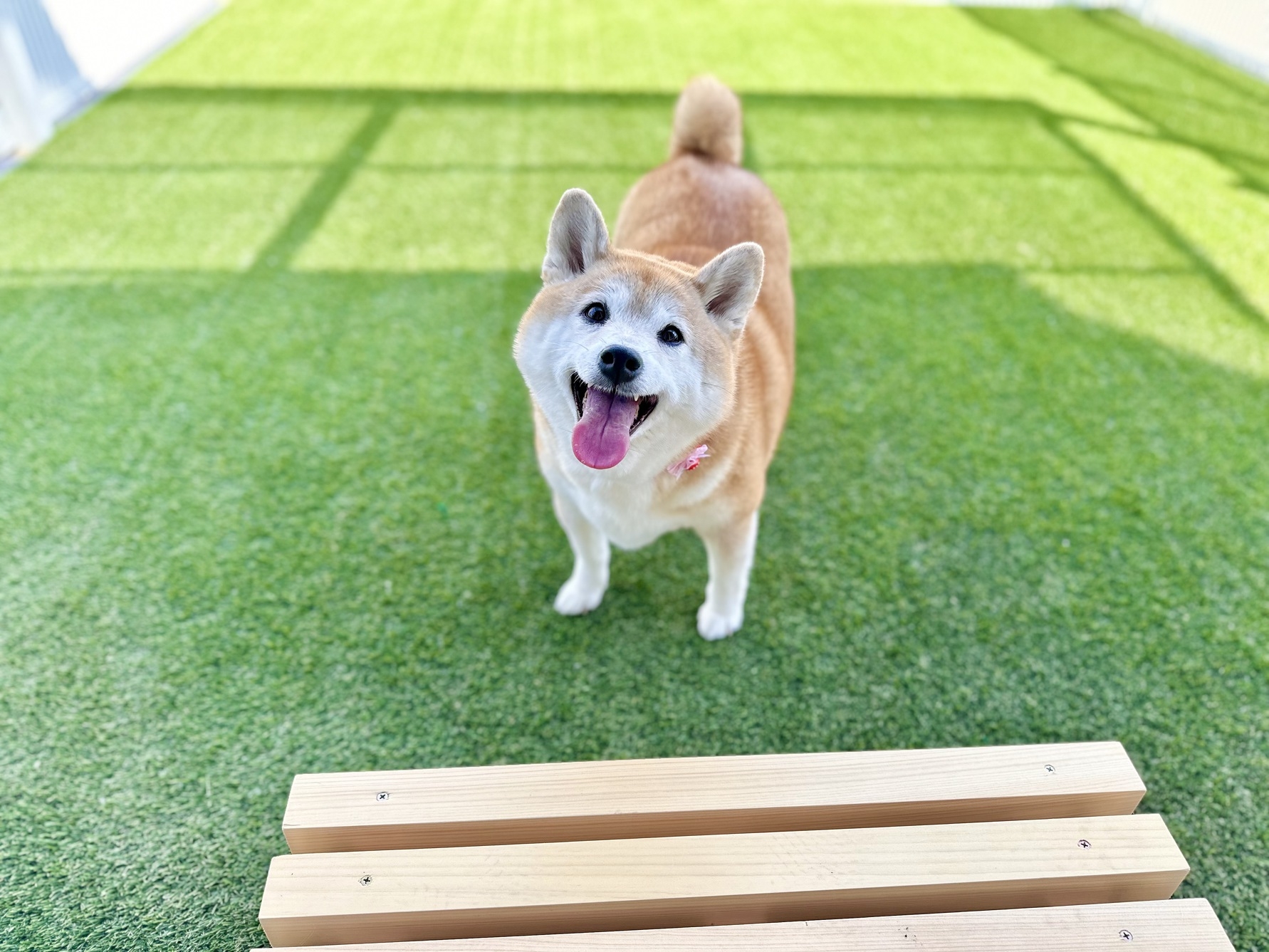 【ドックラン兼猫庭付きの宿】愛犬、愛猫と共に宿泊☆一緒に寝るのもOK【素泊まり】