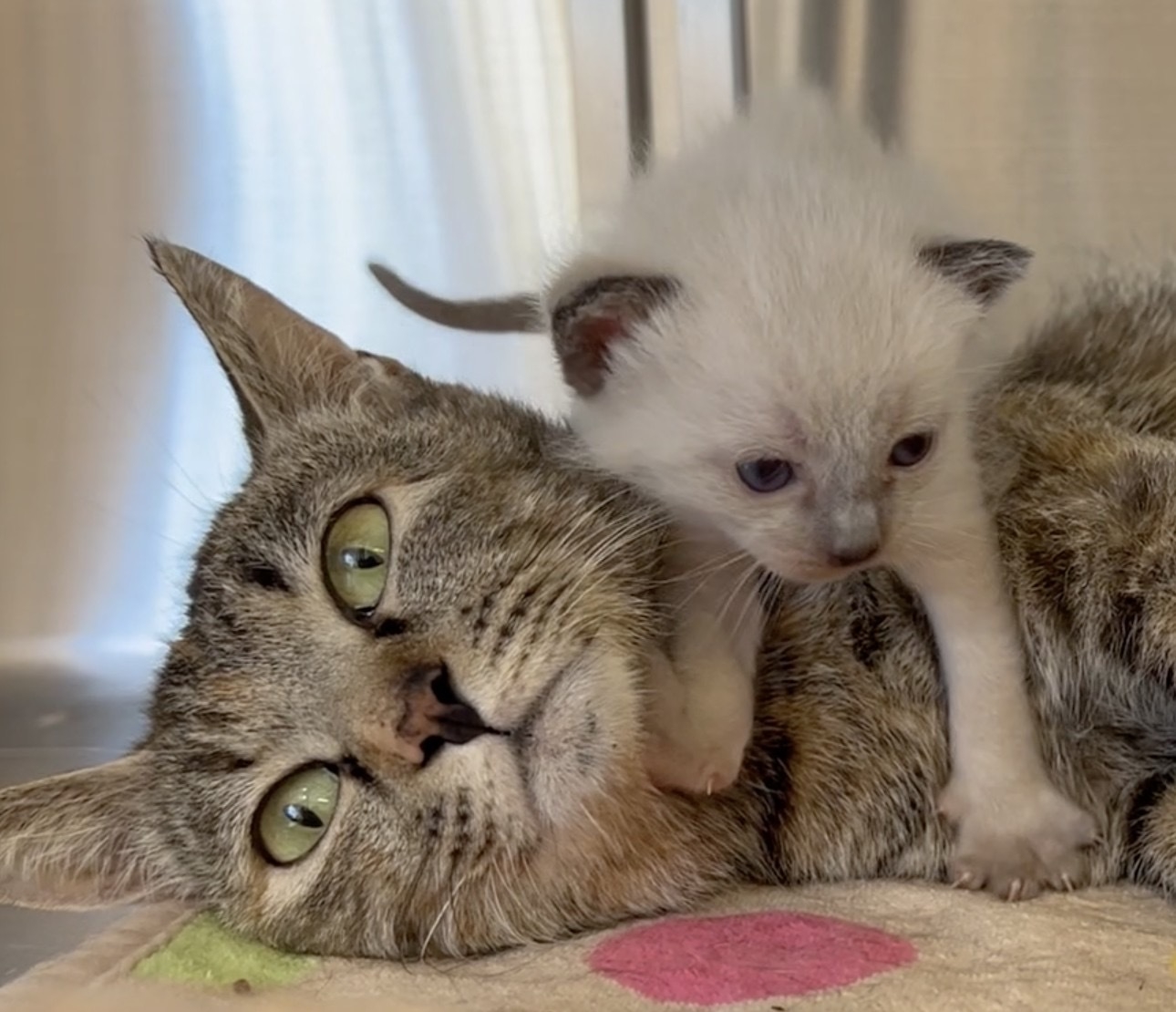 【譲渡型保護猫カフェしあわせにゃん家入店特典付】中学生以上のお客様限定