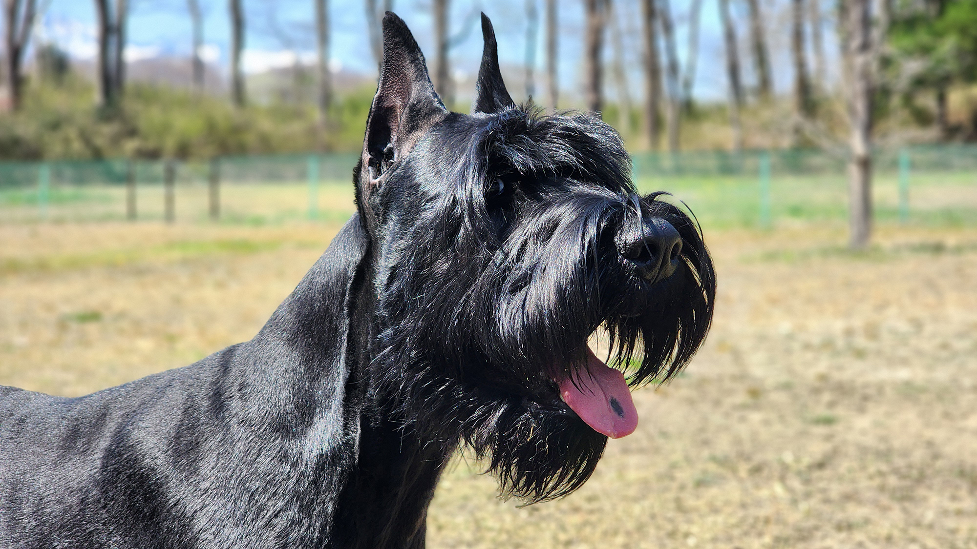 ＃看板犬　ジークくん