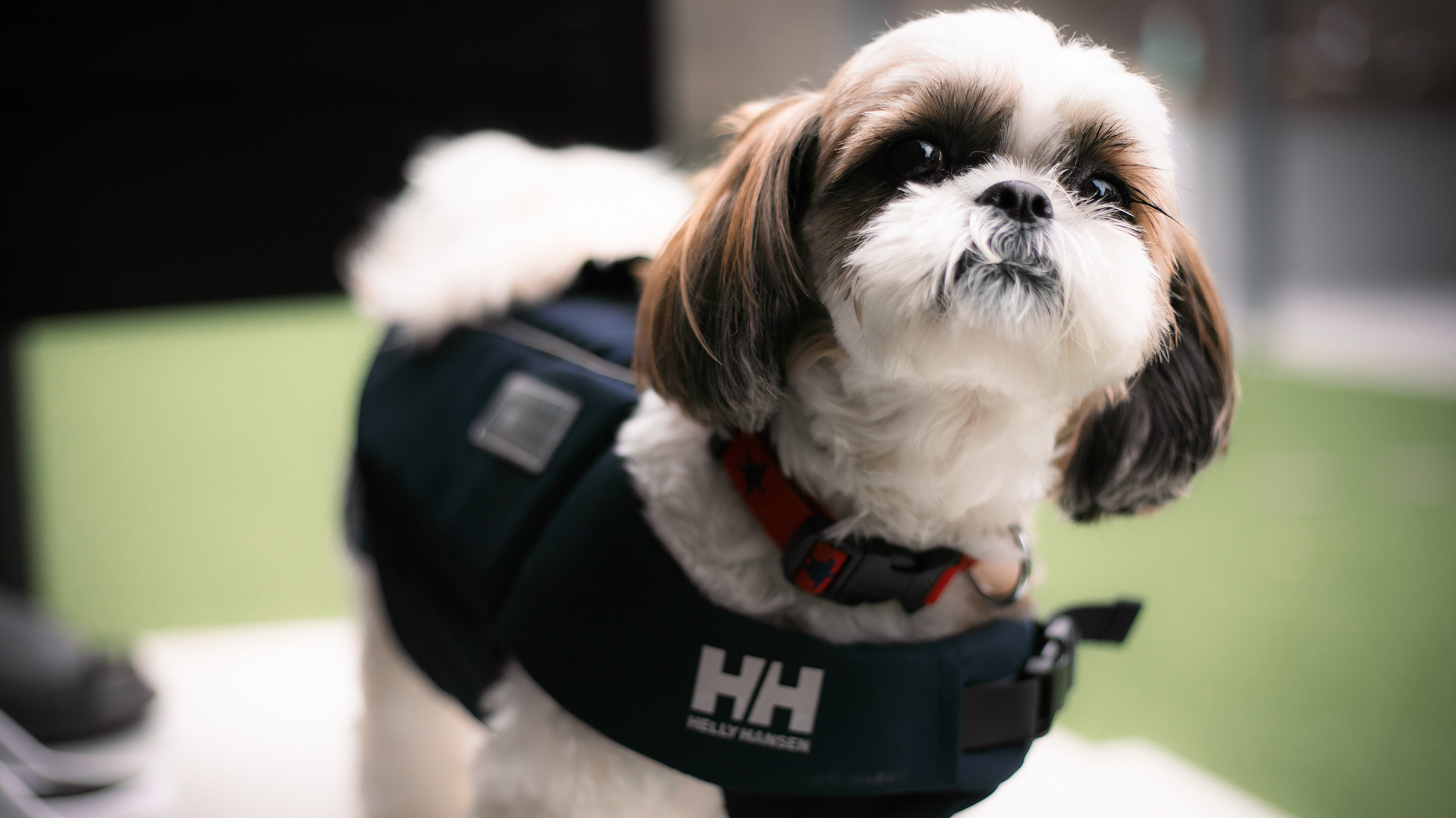 ・【ワンちゃん用水着】ワンちゃんも水遊び！可愛い水着で思い出作り