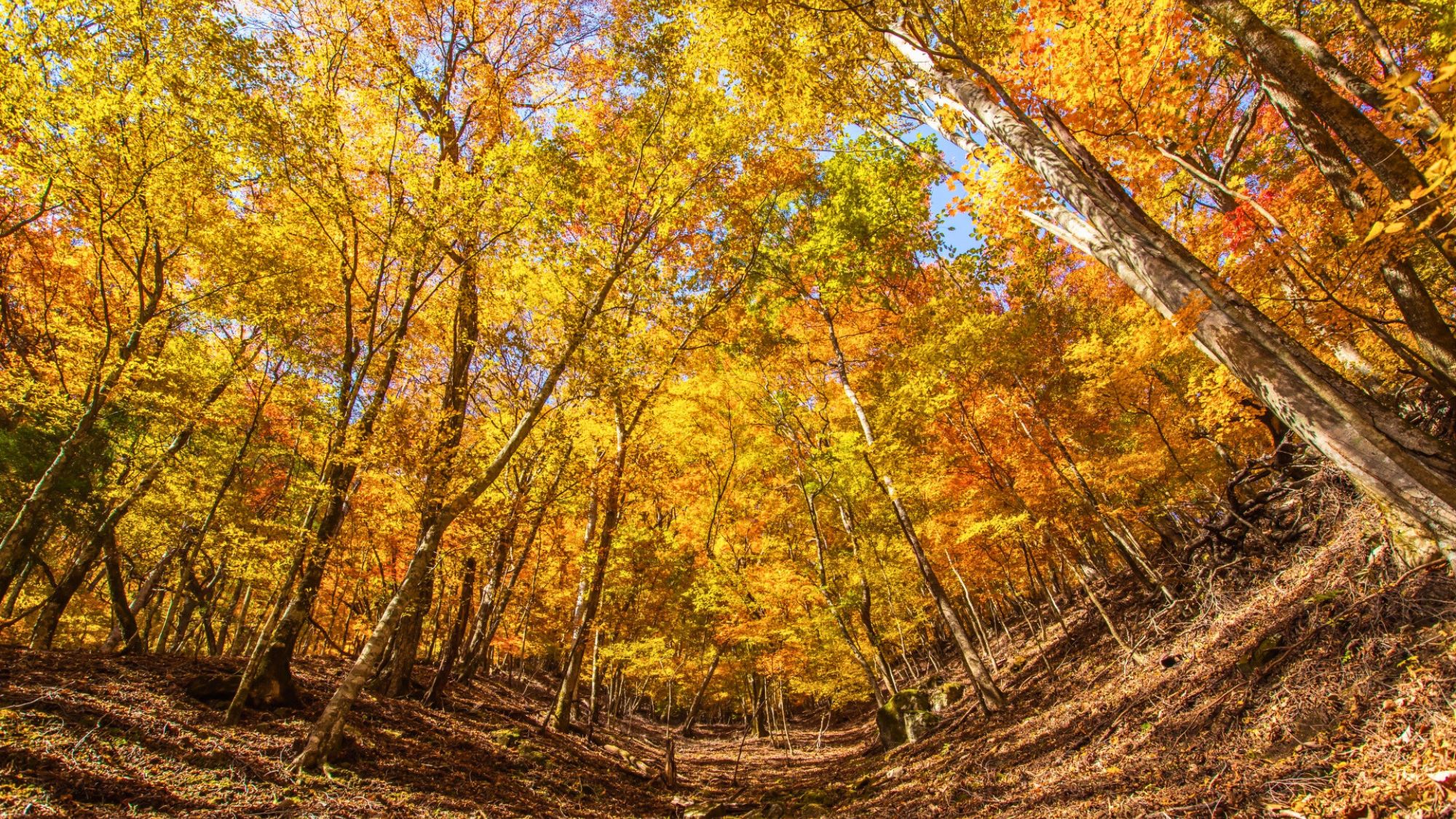 【西沢渓谷】秋の西沢渓谷は辺り一帯が紅葉に囲まれとても綺麗です。当館よりお車で約50分。