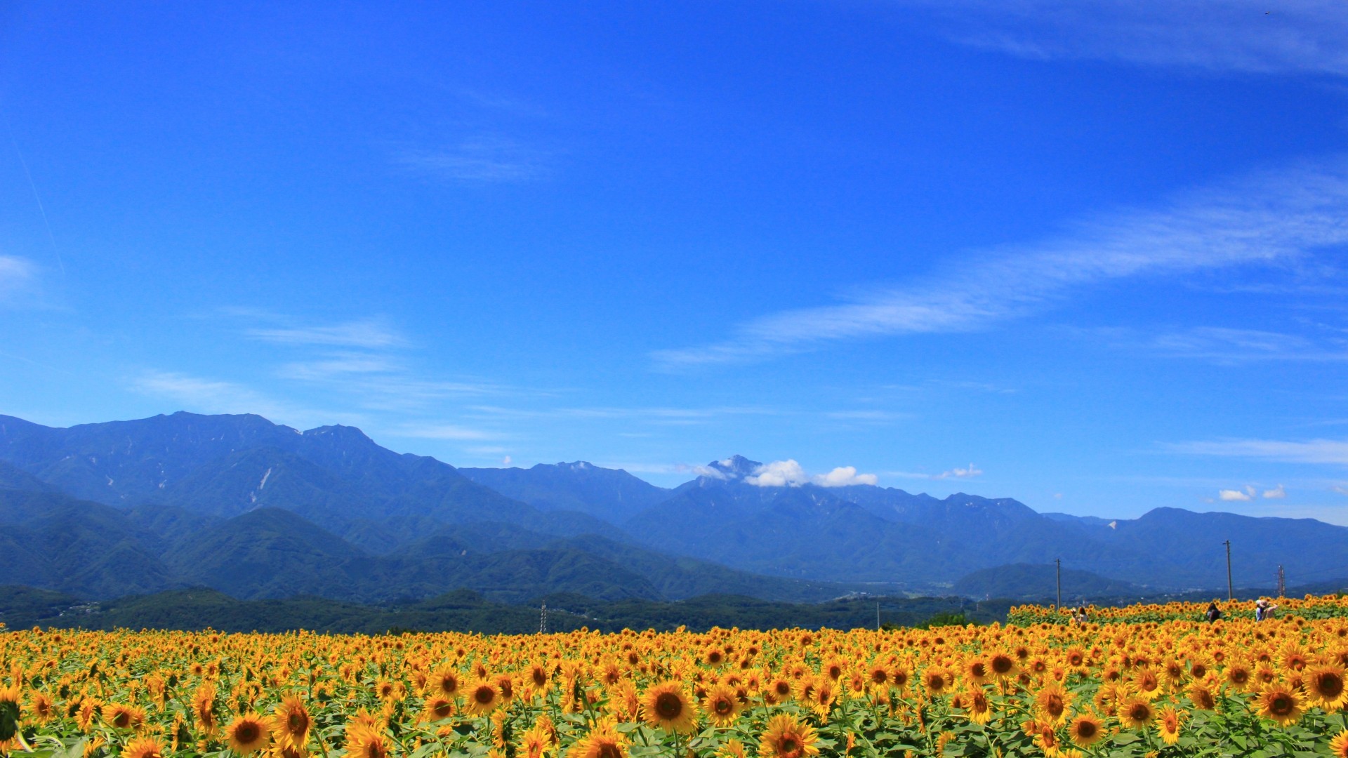 【明野のひまわり畑】お車で30分。八ヶ岳を望む大地に咲き誇る60万本のひまわり
