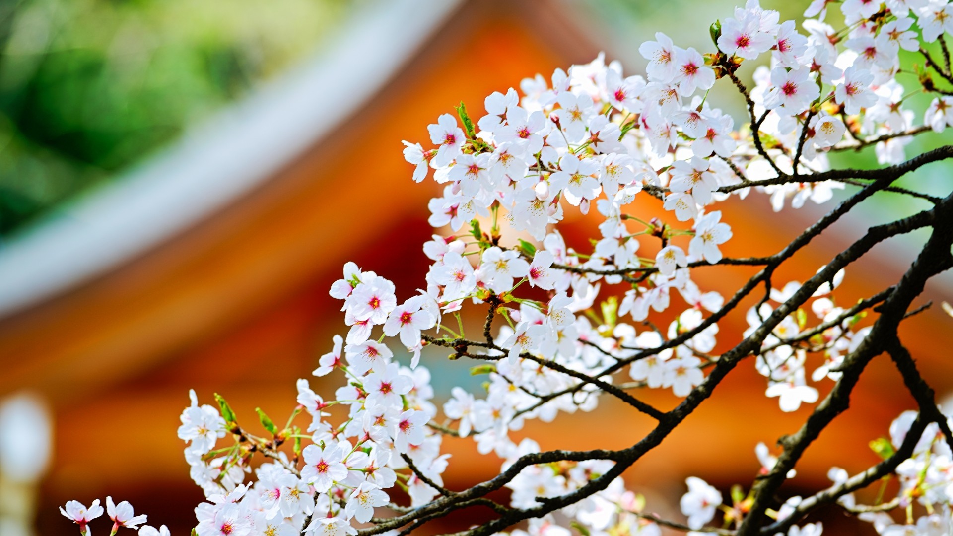 【春の武田神社】桜の花が静かに揺れる境内。