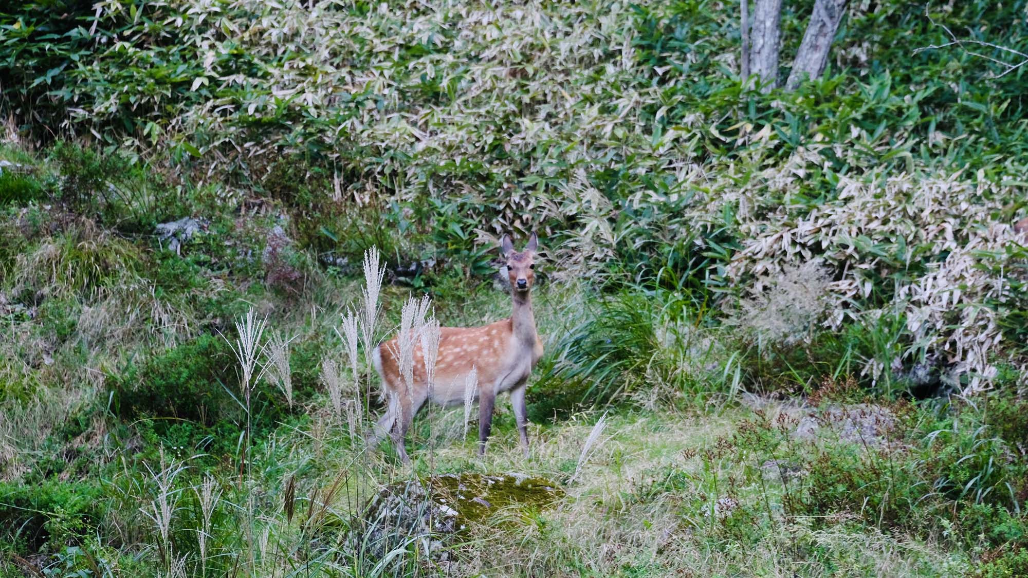 ・【周辺】大自然の木漏れ日の中で休む森の住人