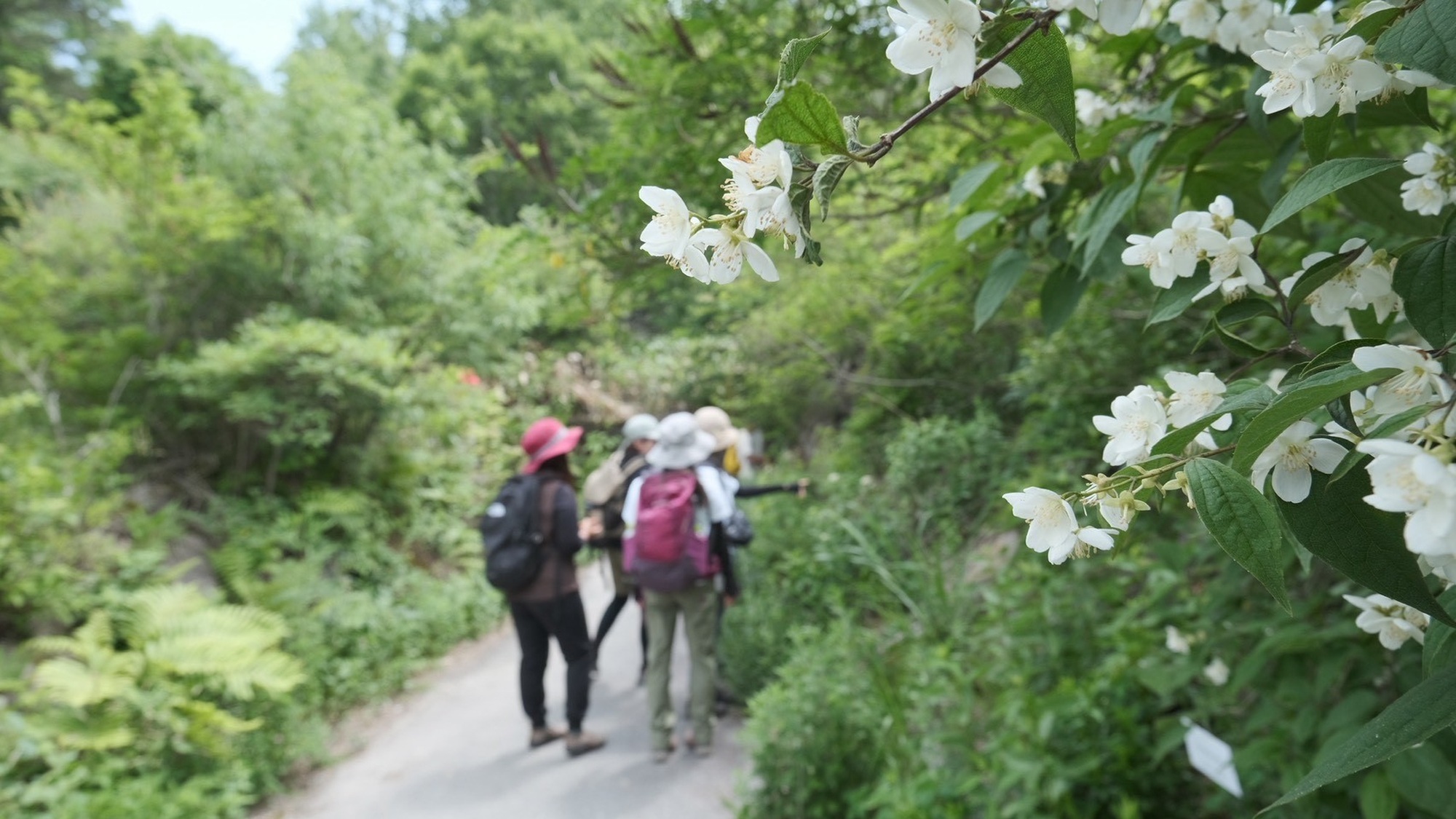 ・【散策イメージ】一歩足を踏み入れるごとに、心が解き放たれる。日常を忘れさせてくれる極上の時間です