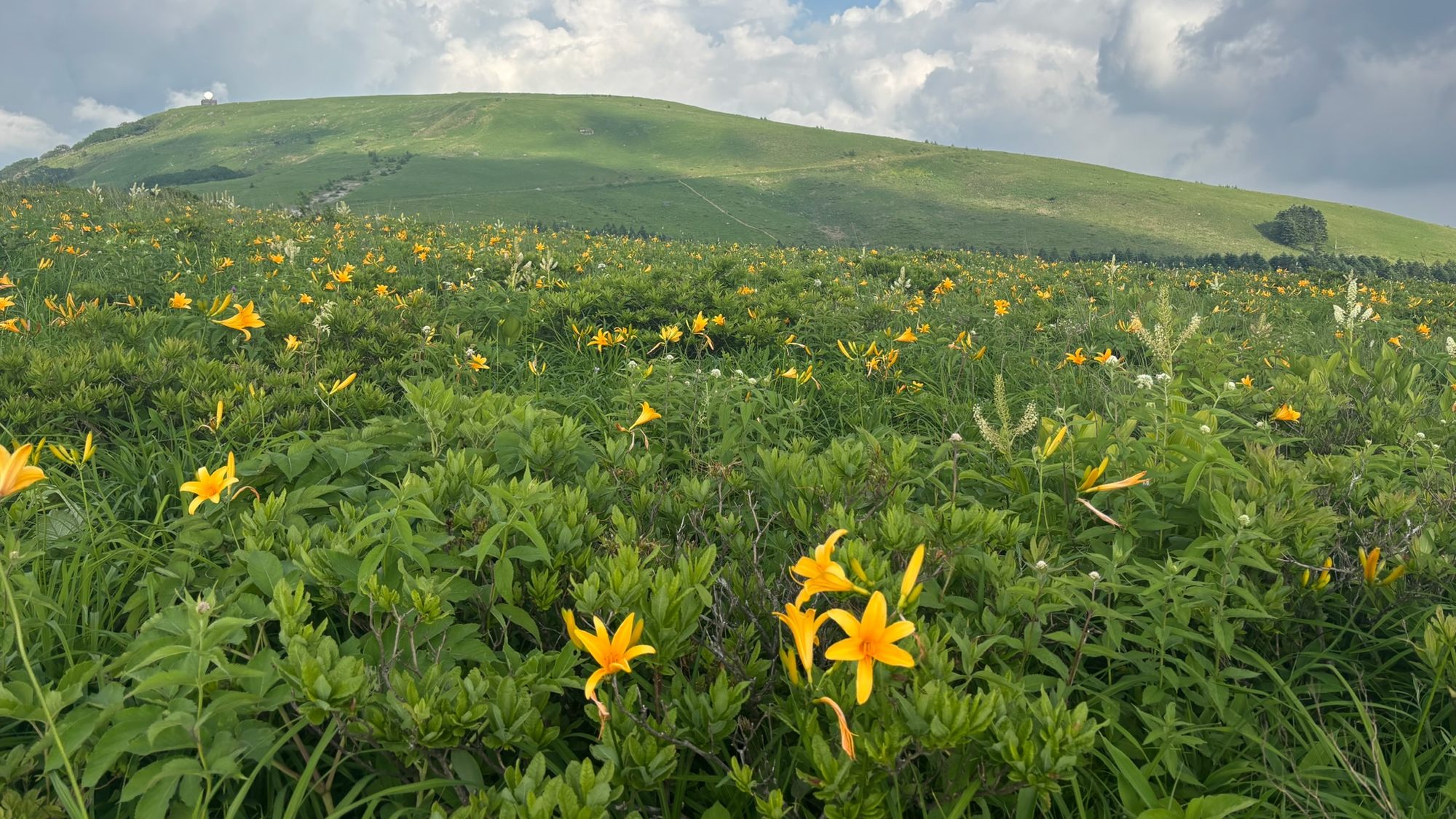 ・【霧ヶ峰】霧ヶ峰の広大な湿原を埋め尽くすニッコウキスゲは、夏の訪れを告げる最高の贈り物です