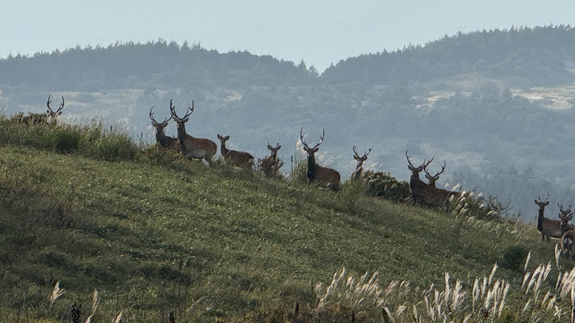 ・【秋イメージ】息をのむ瞬間！ハイキング中に野生の鹿と遭遇