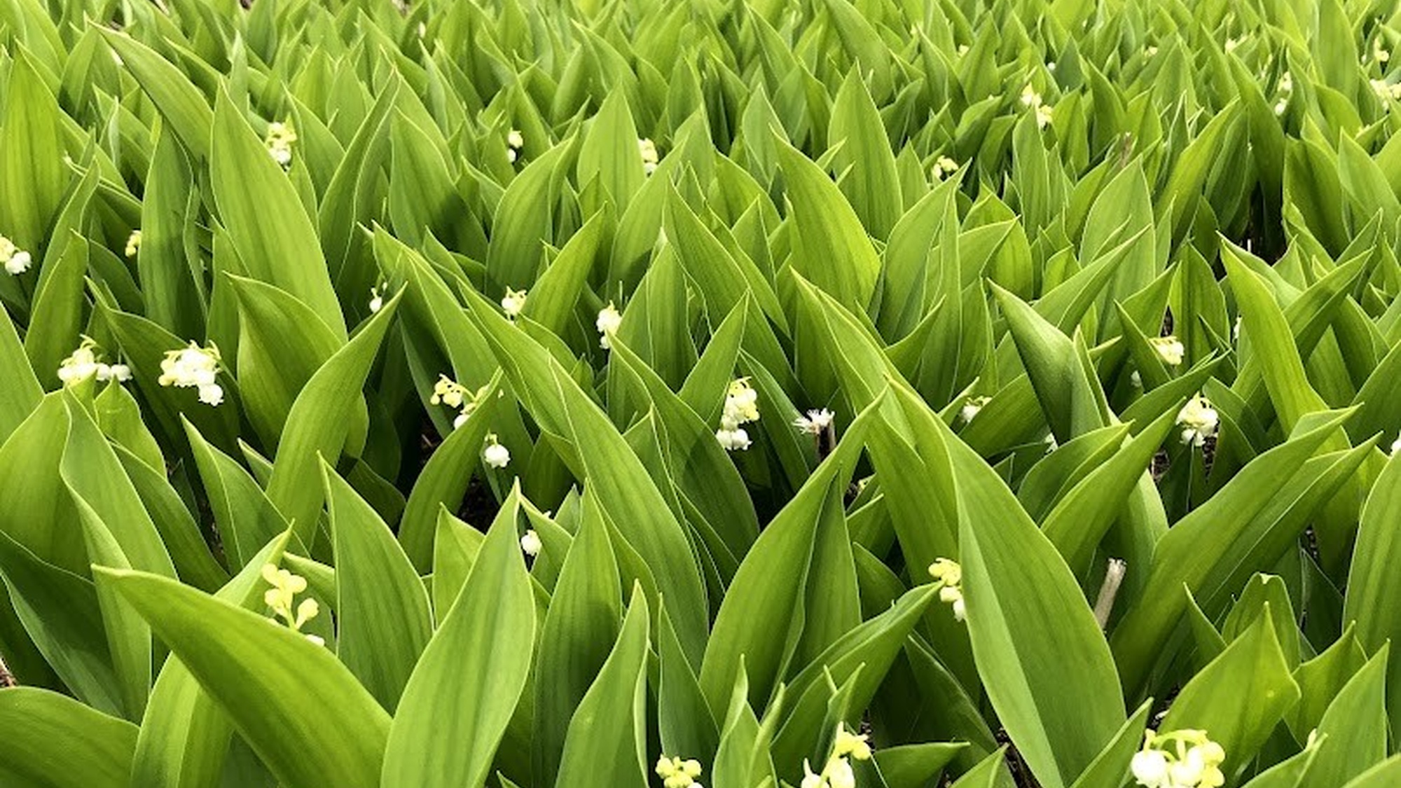 ・【春夏イメージ】トレッキングで出会う、高原に広がる可憐な花々と自然の彩り