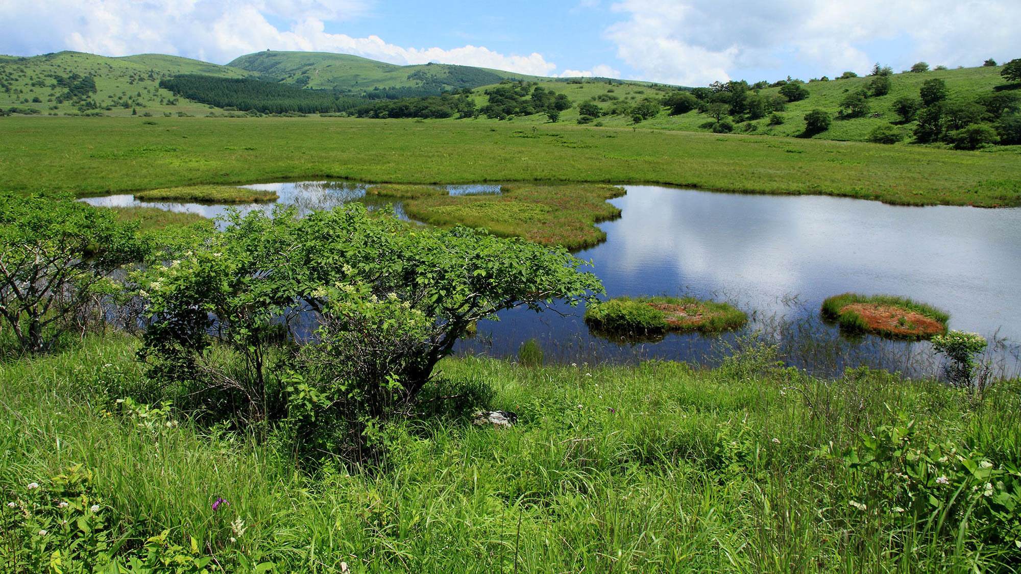 ・【八島湿原】年間を通して400種類以上の亜高山植物を観察することができます。