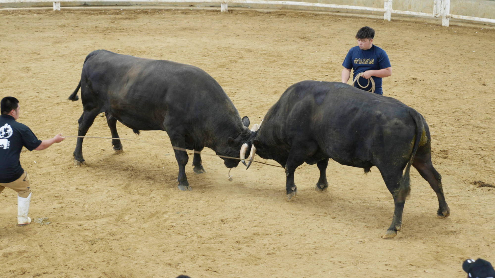 闘牛場：徳之島なくさみ館（当館から車で約30分）