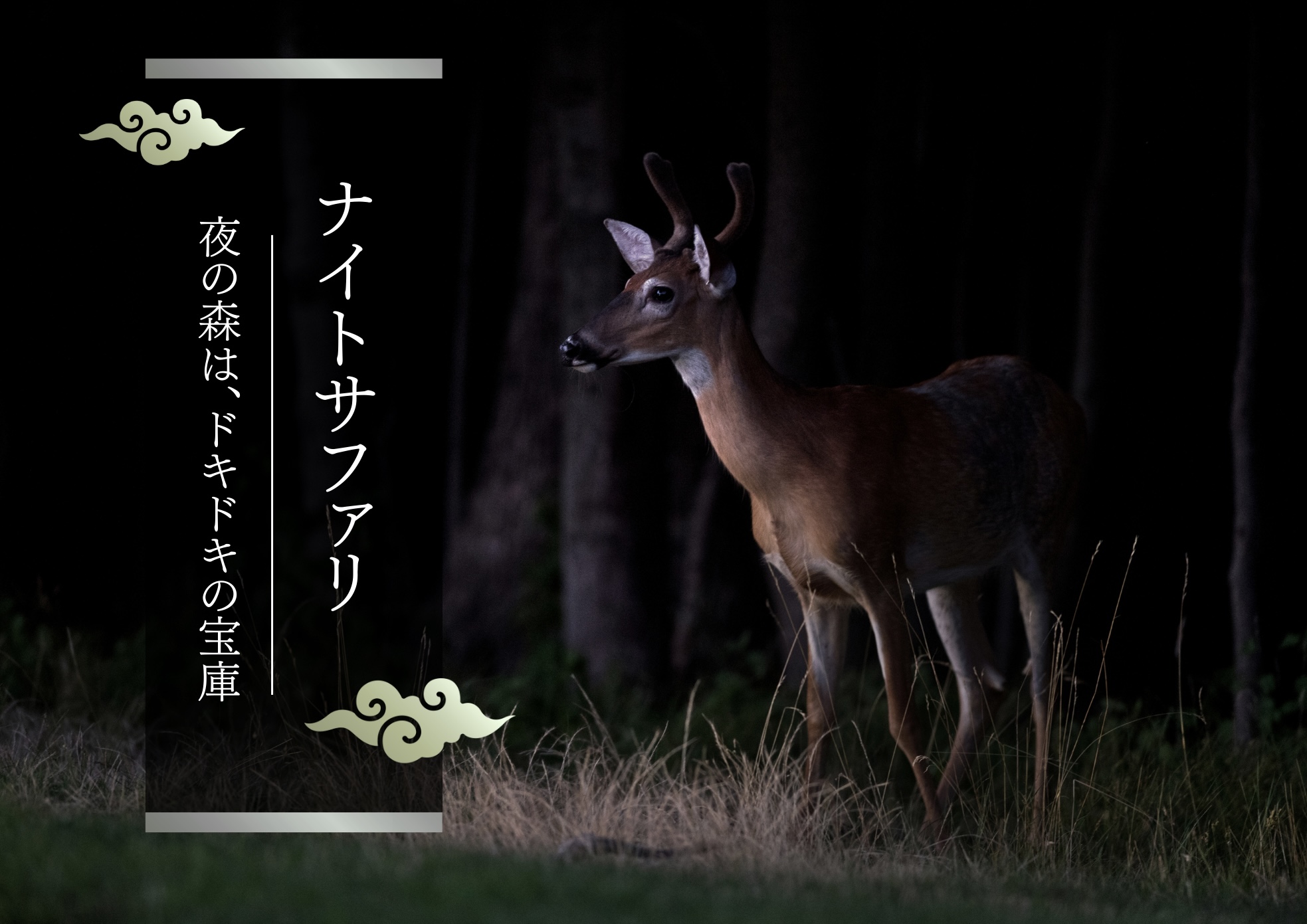 ナイトサファリ